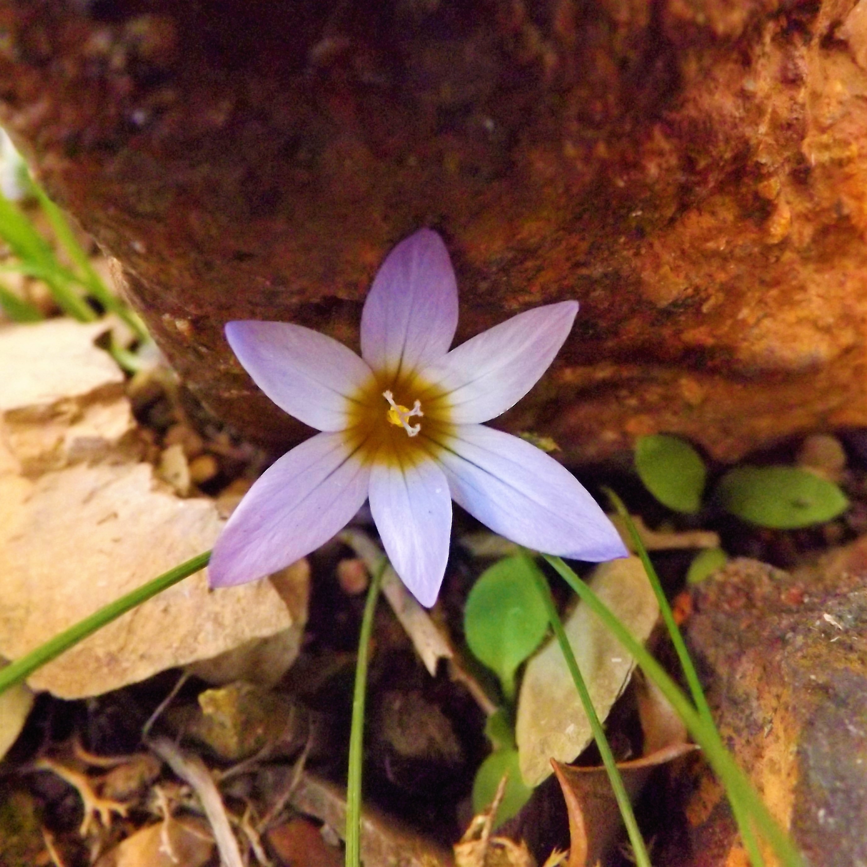 Romulea bulbocodium