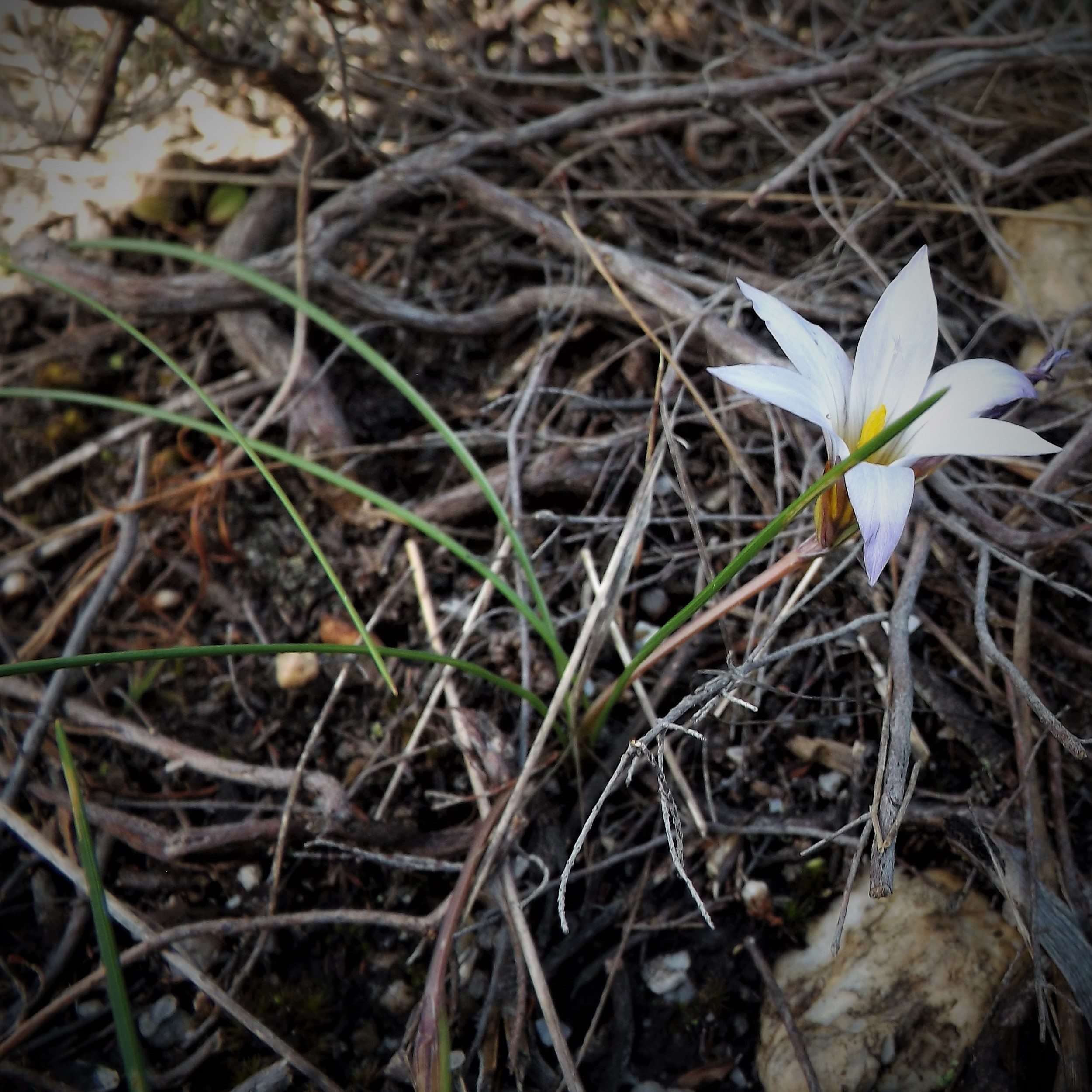 Romulea bulbocodium, Rosmaninhal-Mação