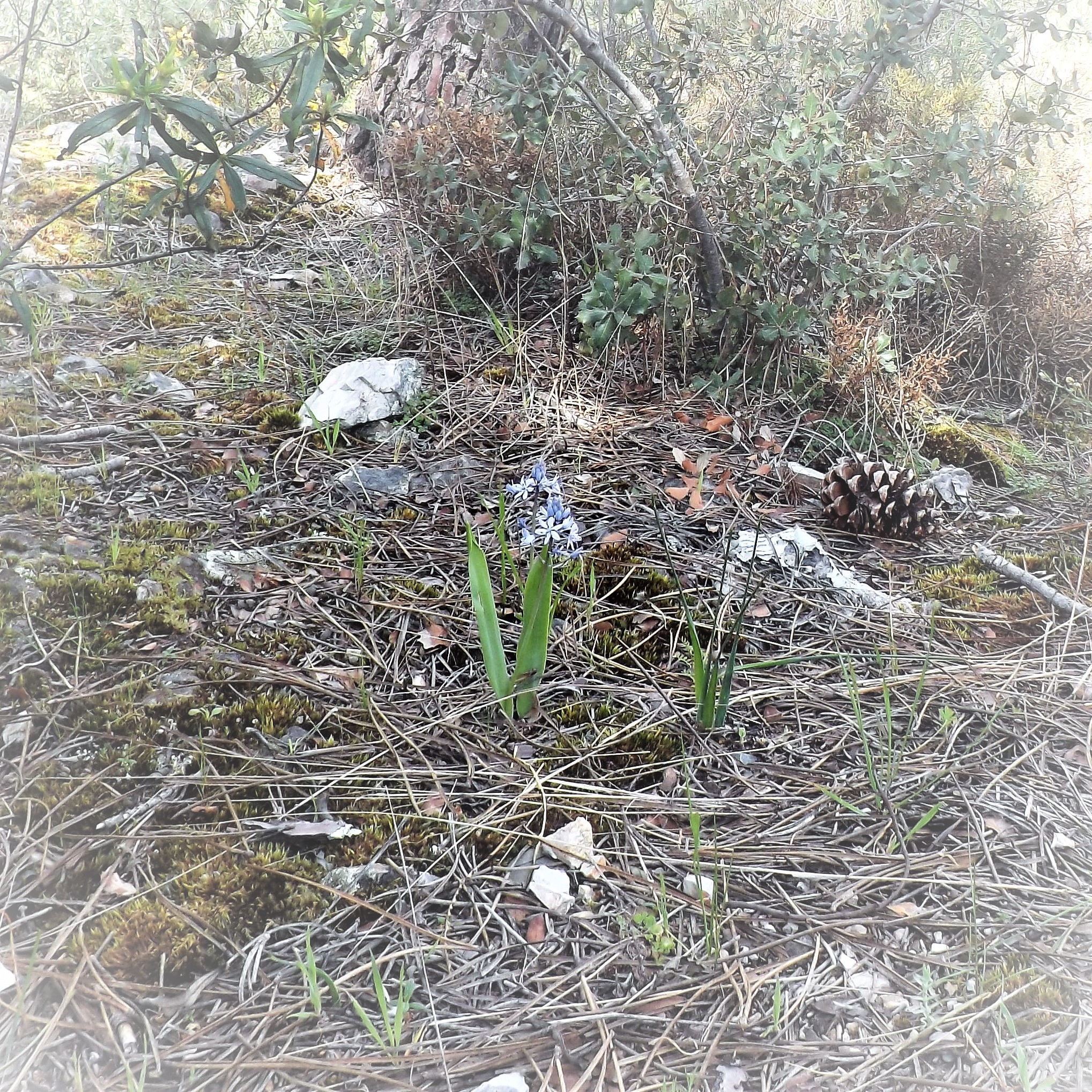 Uma planta endémica da Península-Ibérica e do norte de África.