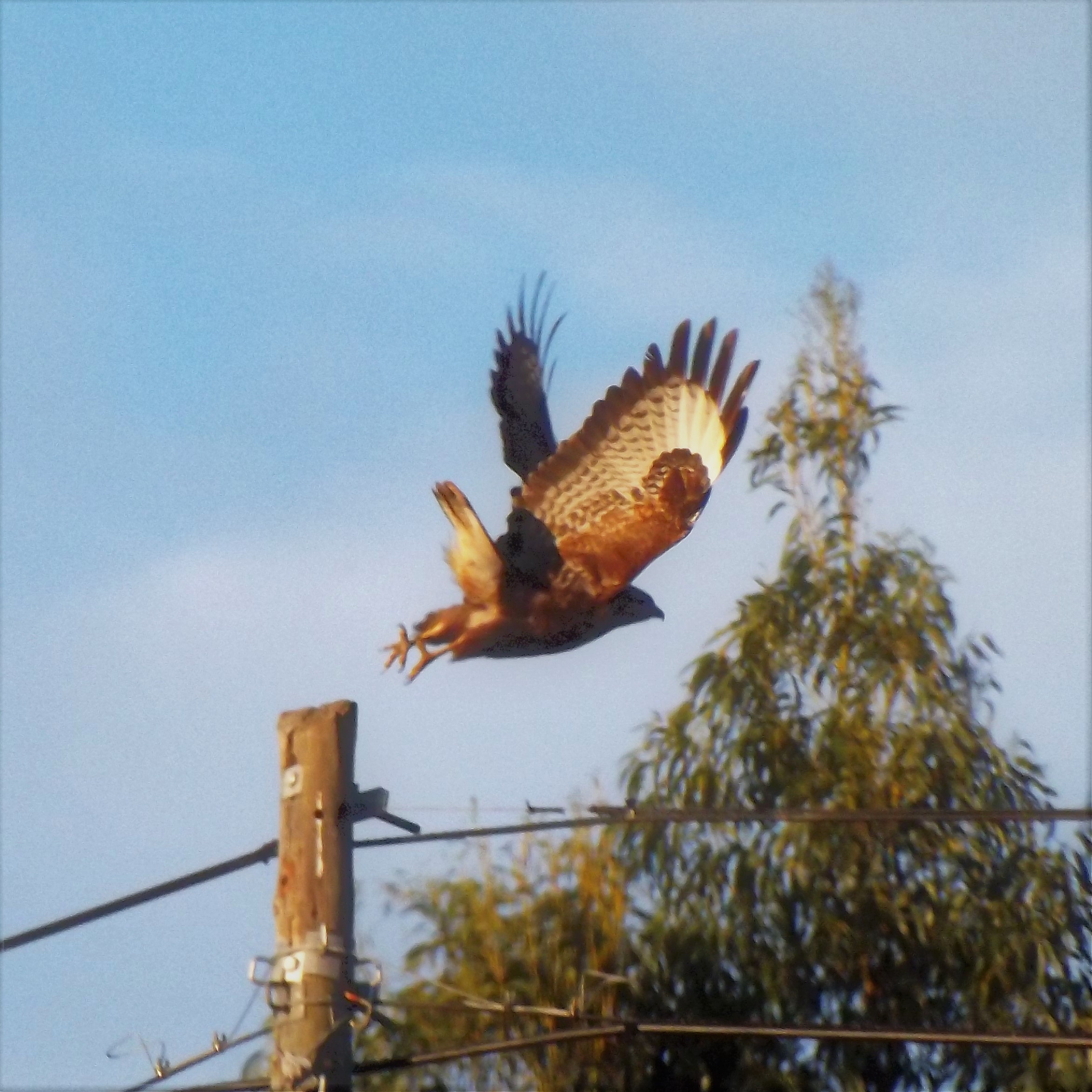 Buteo buteo