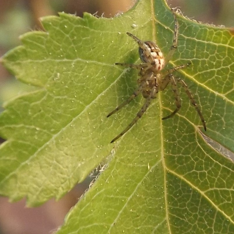 Uma pequena aranha sobre uma folha de pilriteiro.