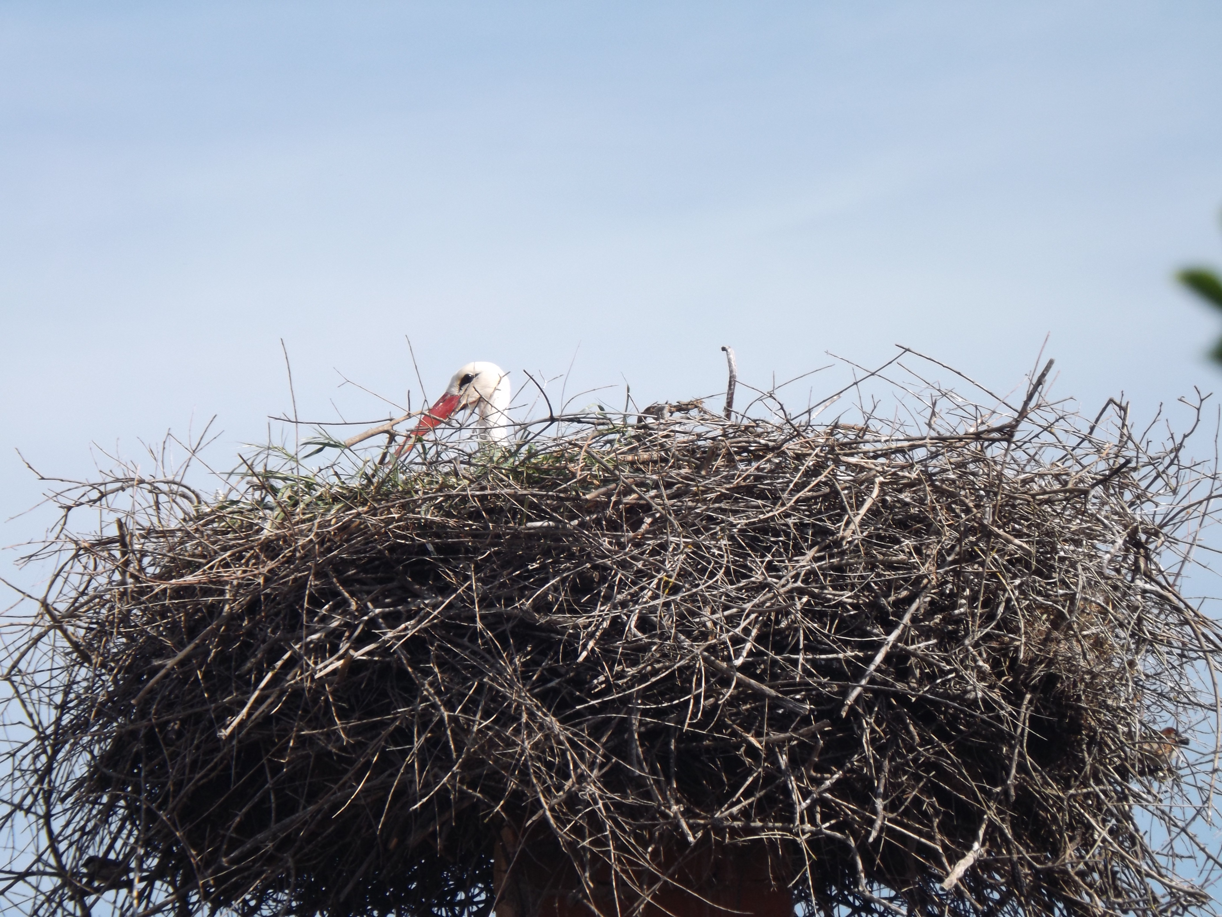 Stork's nest