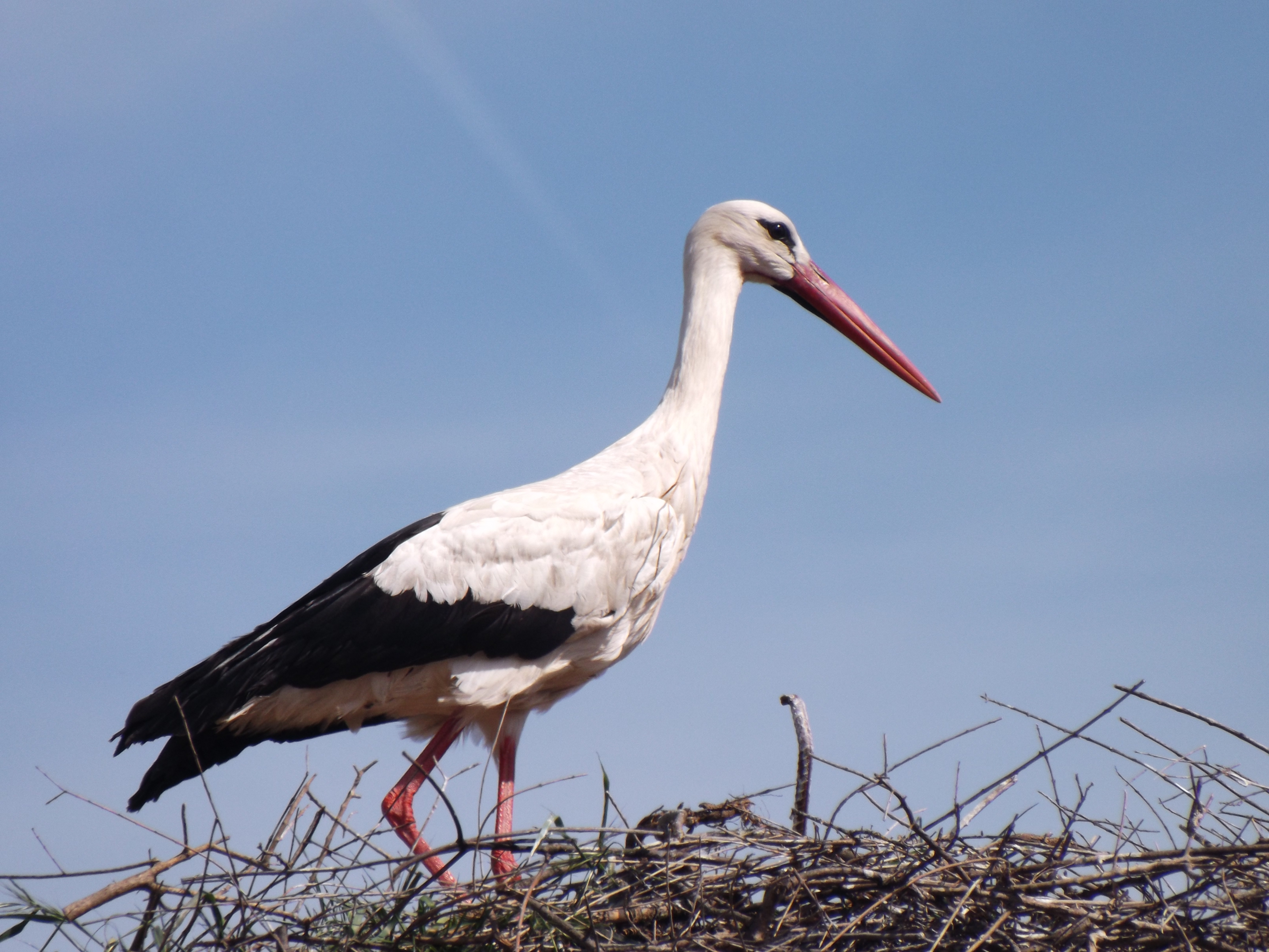 Stork