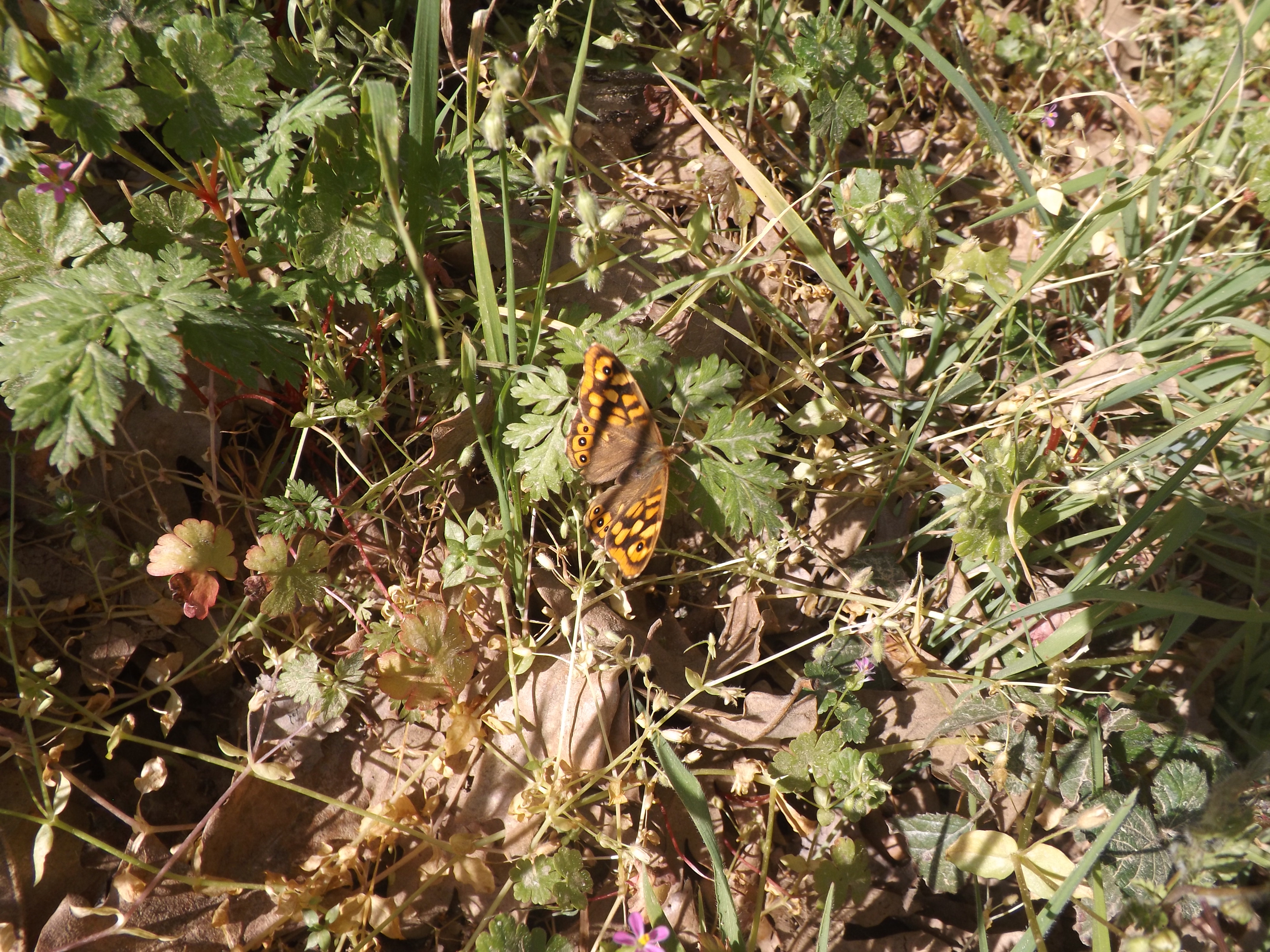 Speckled wood "Pararge aegeria"