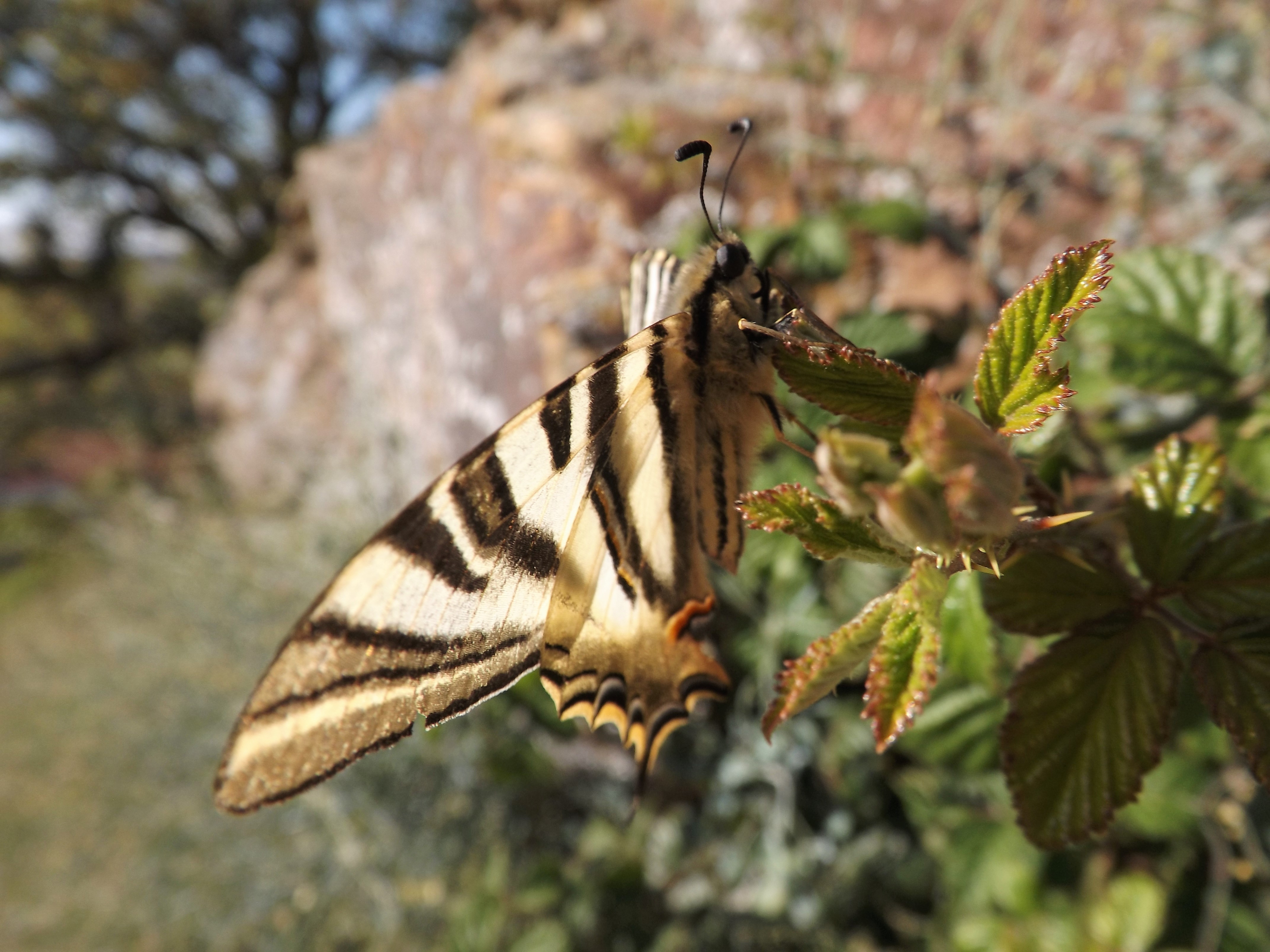 Borboleta Zebra "Iphiclides feisthamelli"