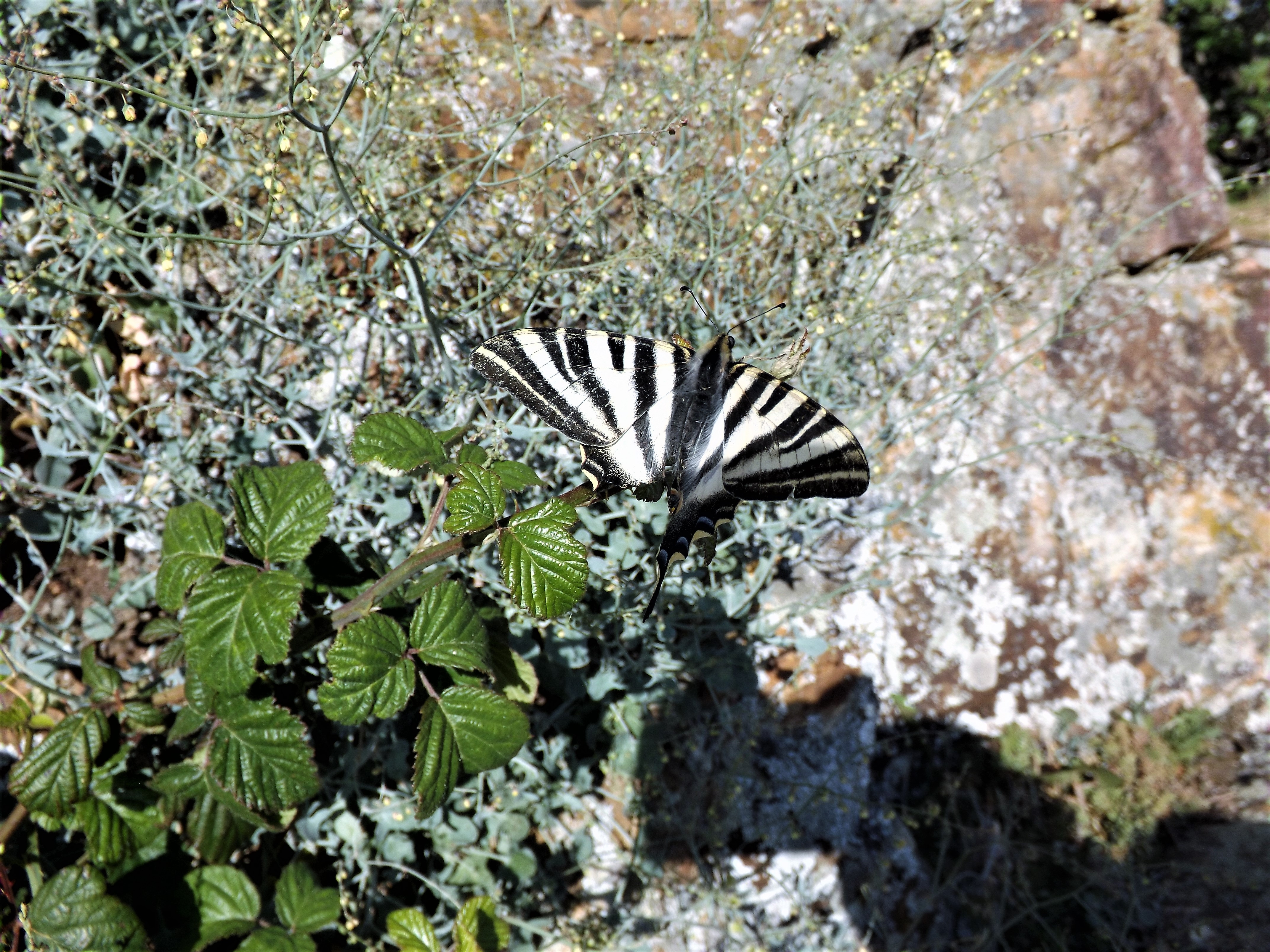 Borboleta Zebra "Iphiclides feisthamelli"