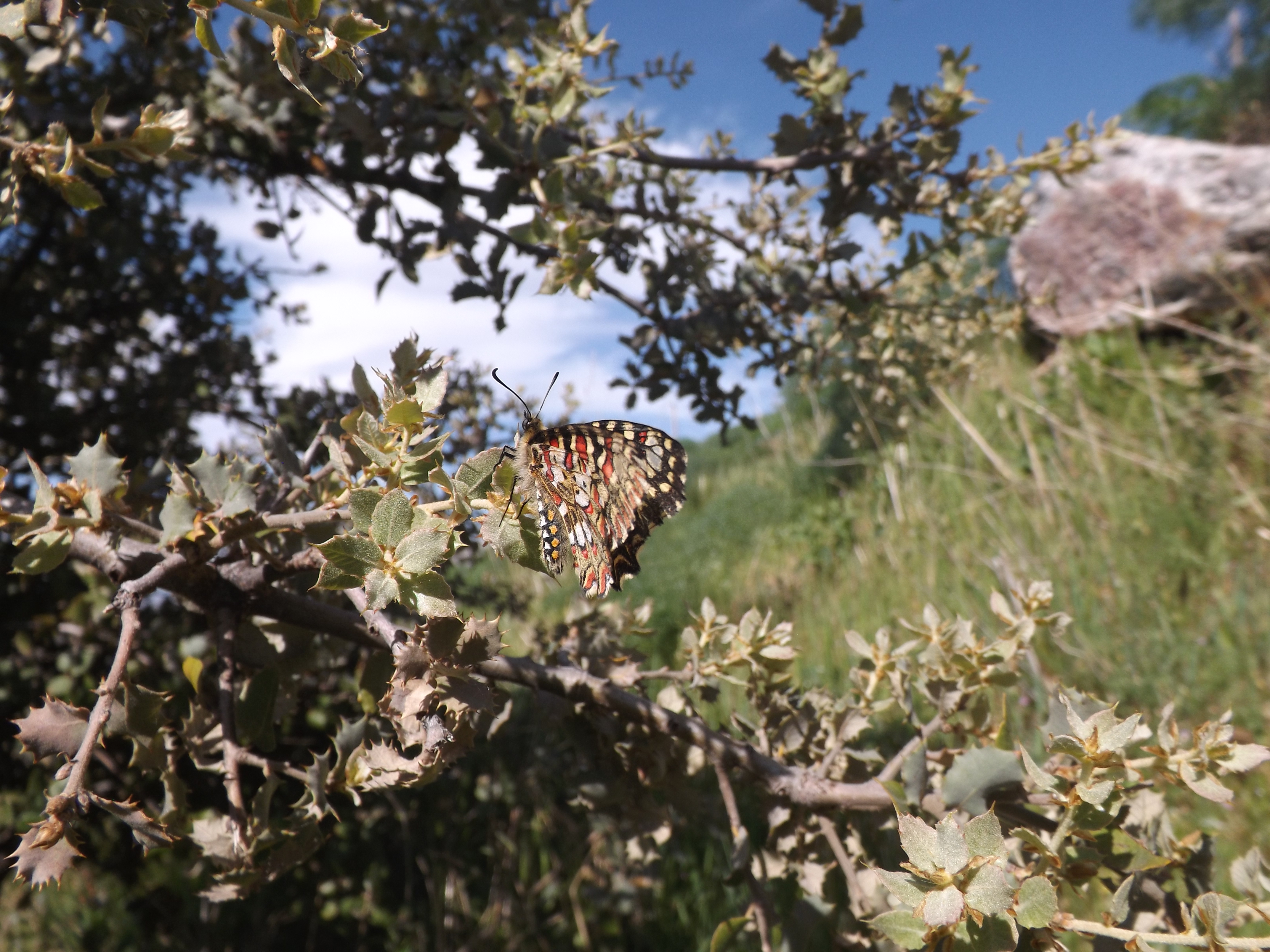 Borboleta "Carnaval"