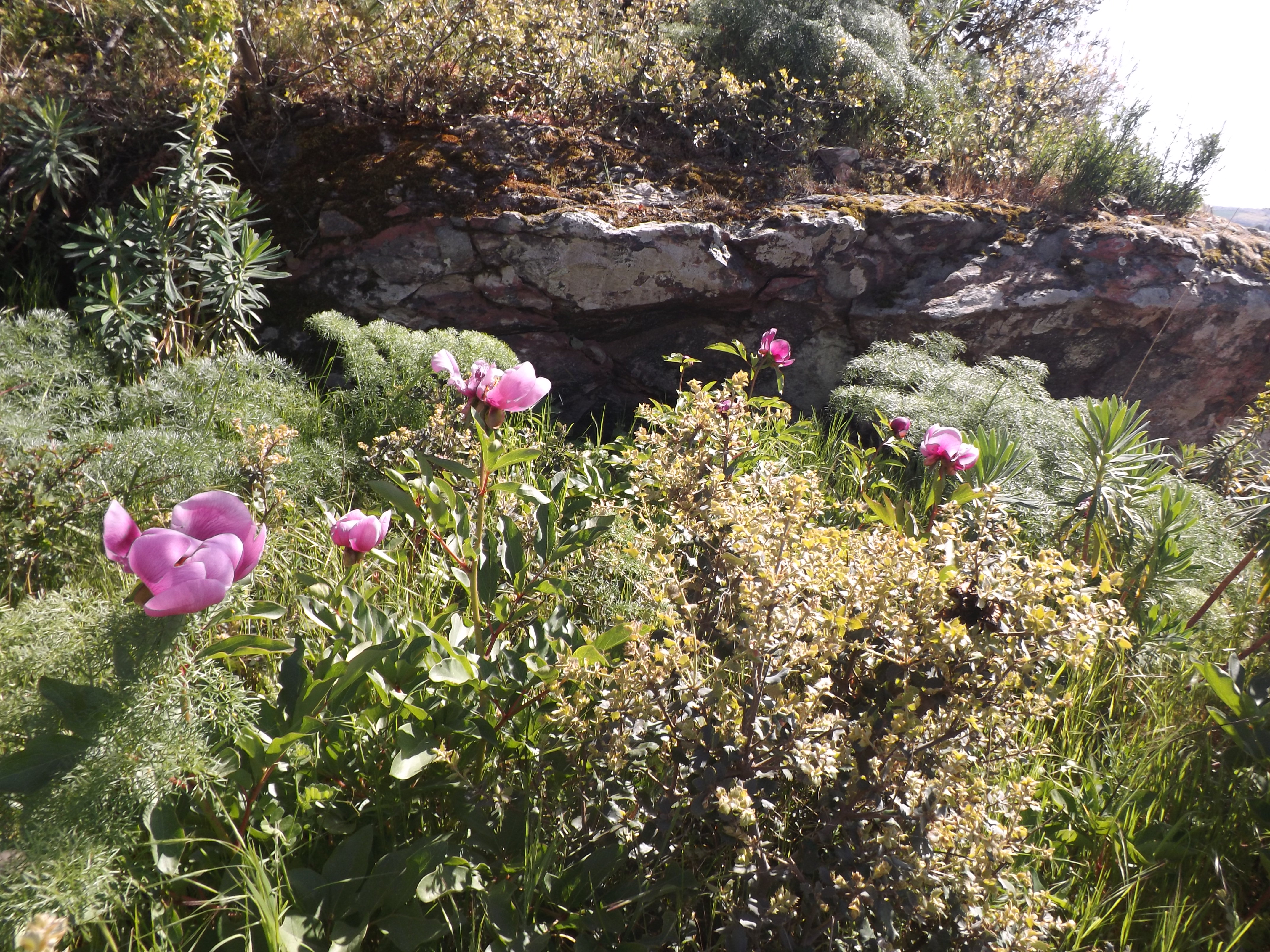 Rosa albardeira "Paeonia broteri"