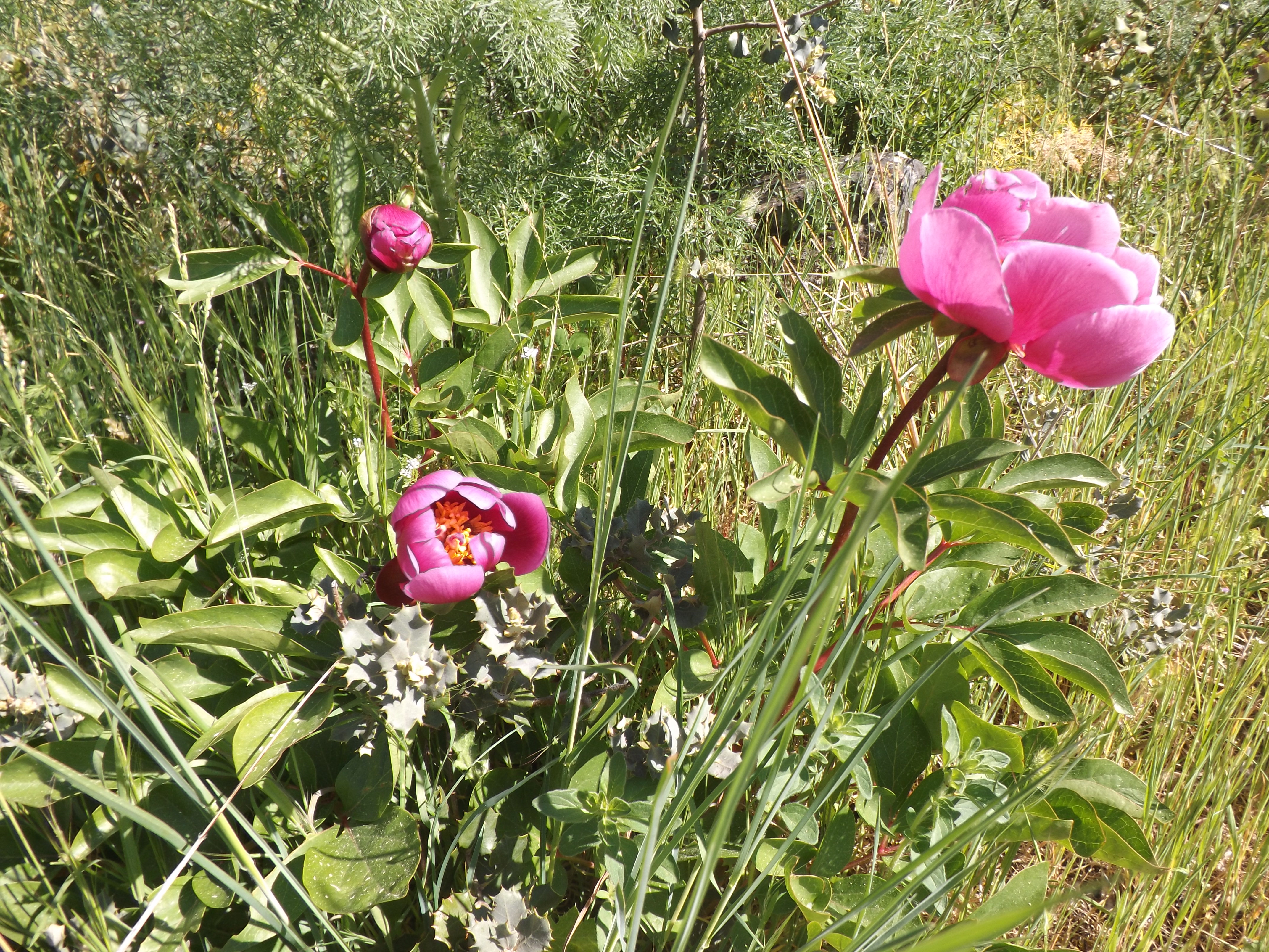 Rosa albardeira "Paeonia broteri"