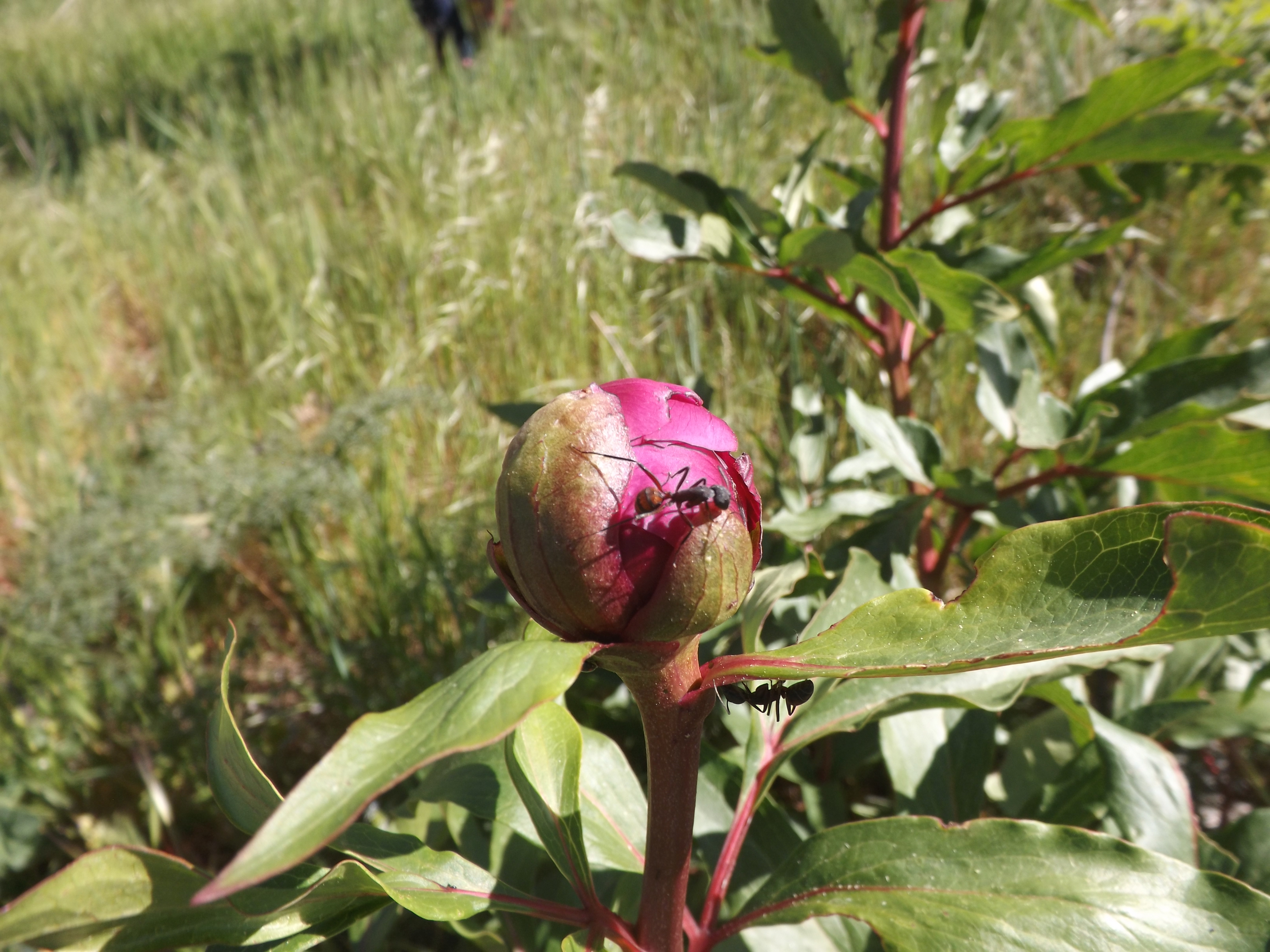 Rosa albardeira "Paeonia broteri"
