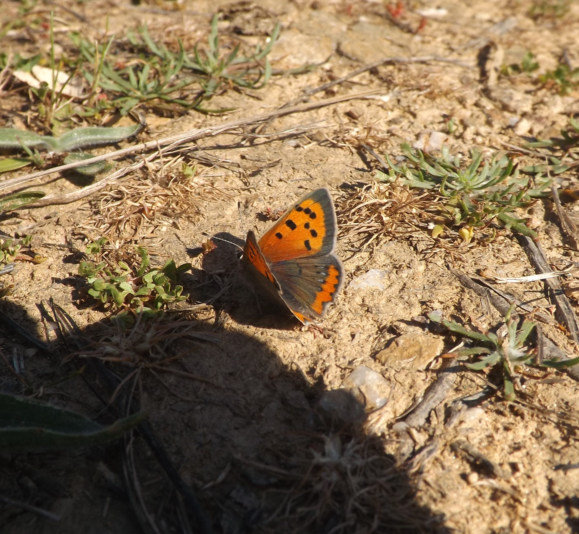 Acobreada significa "da cor do cobre"