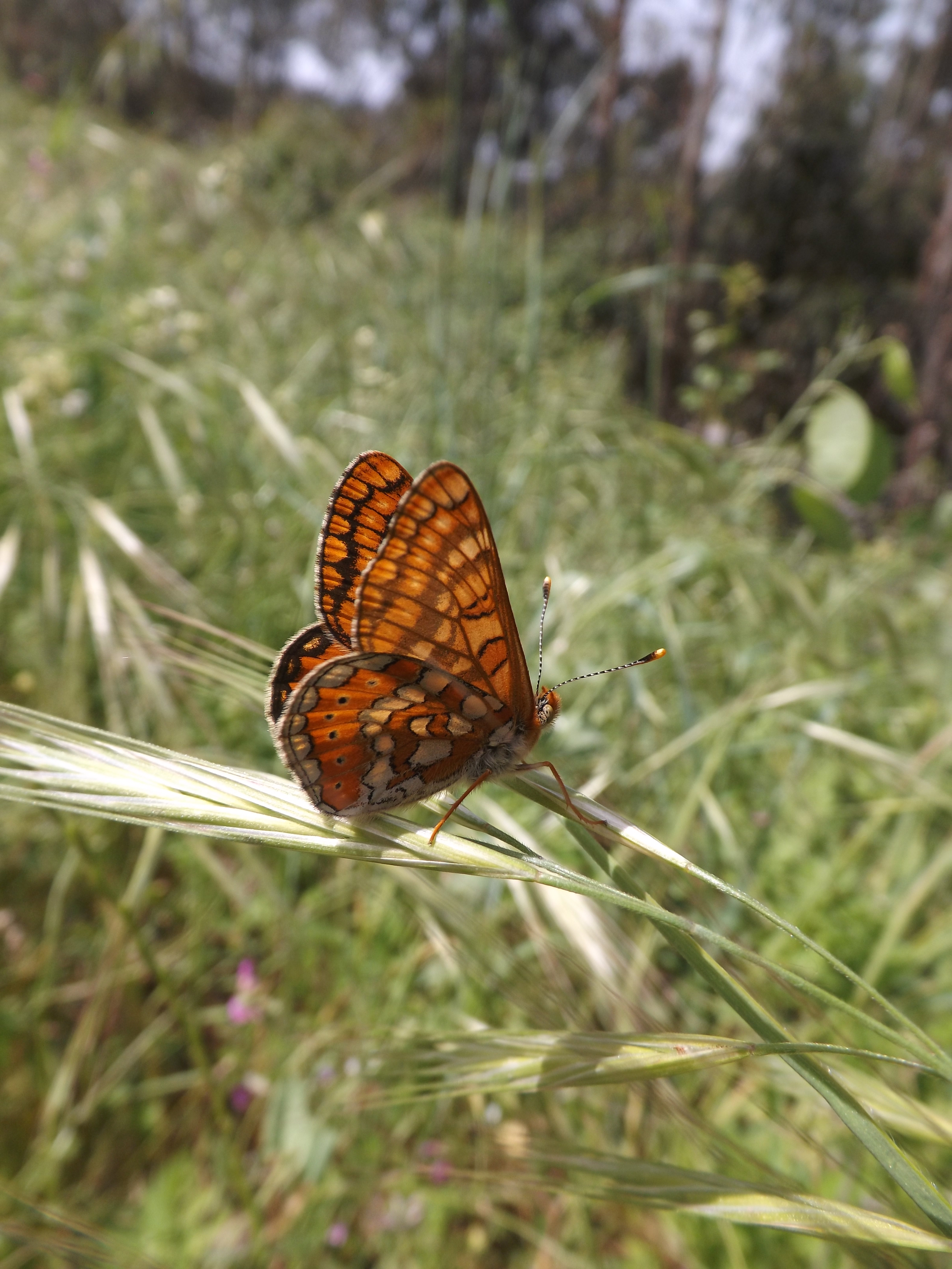 Euphydryas aurinia