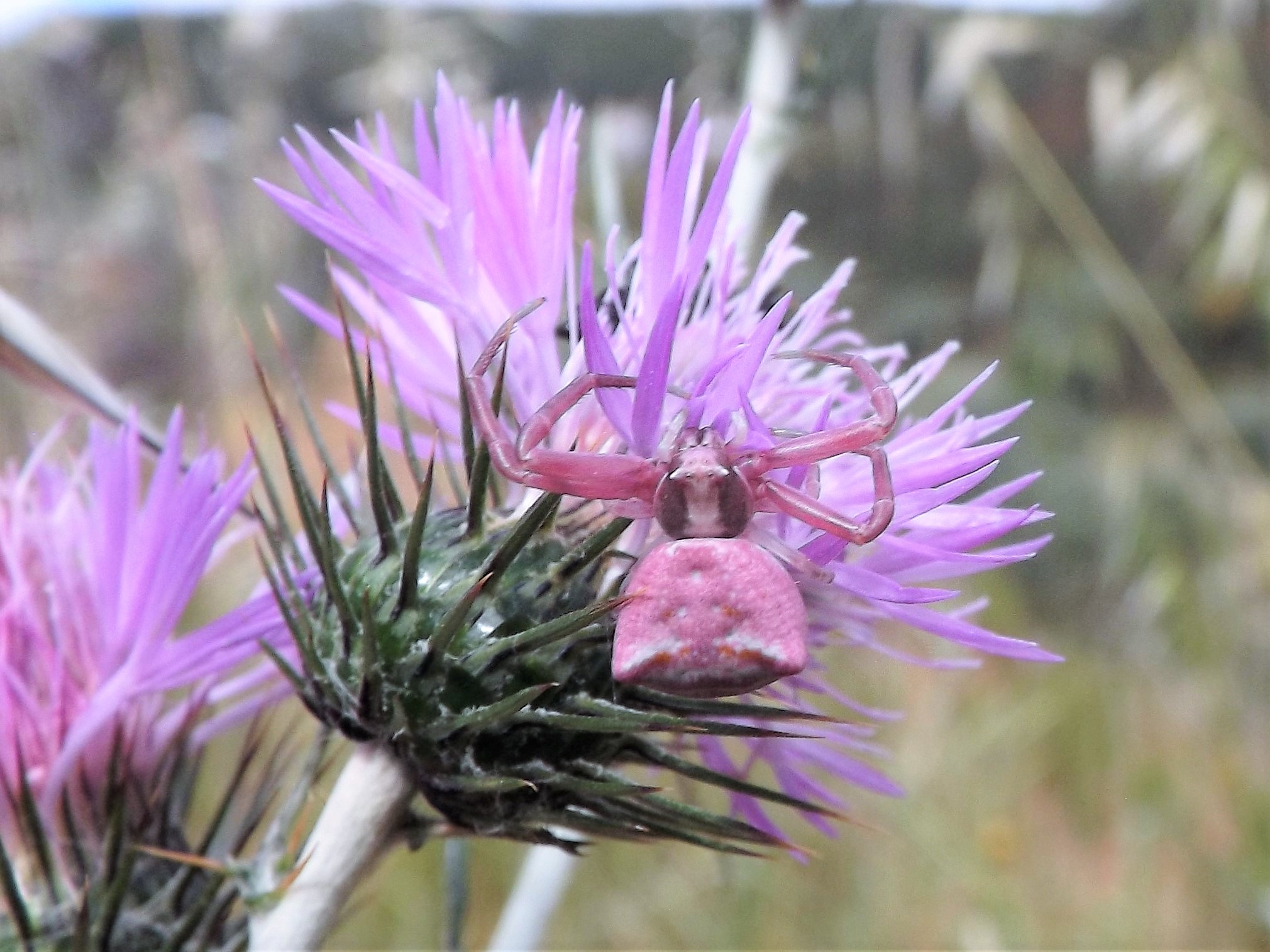 aranha-das-urzes Thomisus onustus