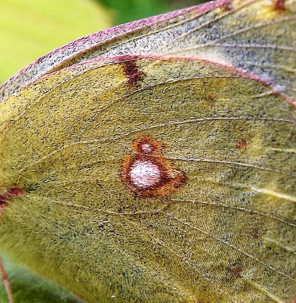 Manchas que se assemelham a um "oito"