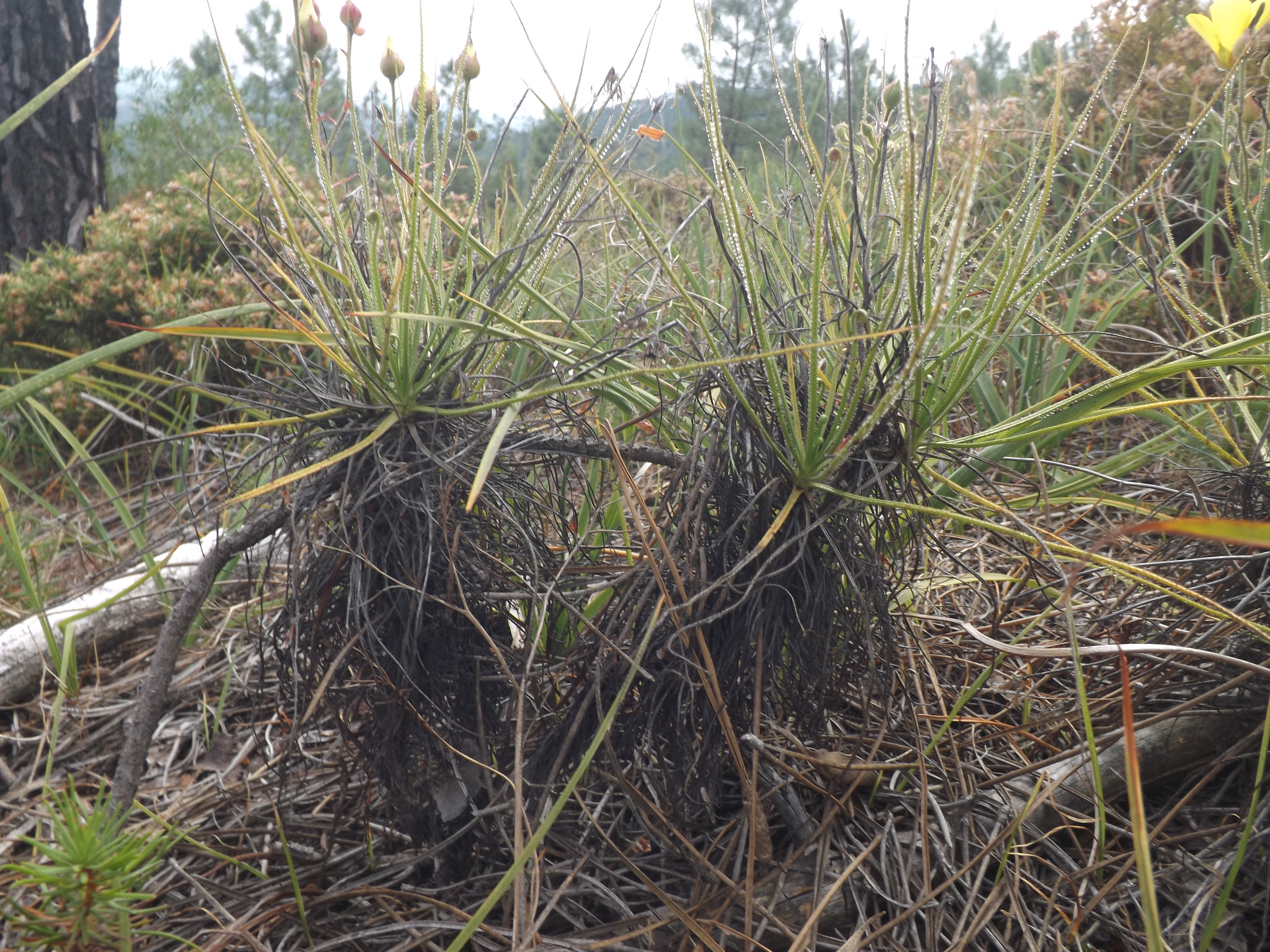 À medida que as folhas vão secando, vão ficando presas ao tronco e a planta vai crescendo em altura, com a idade a planta vai acabar por ramificar ganhando o aspecto de um pequeno arbusto.