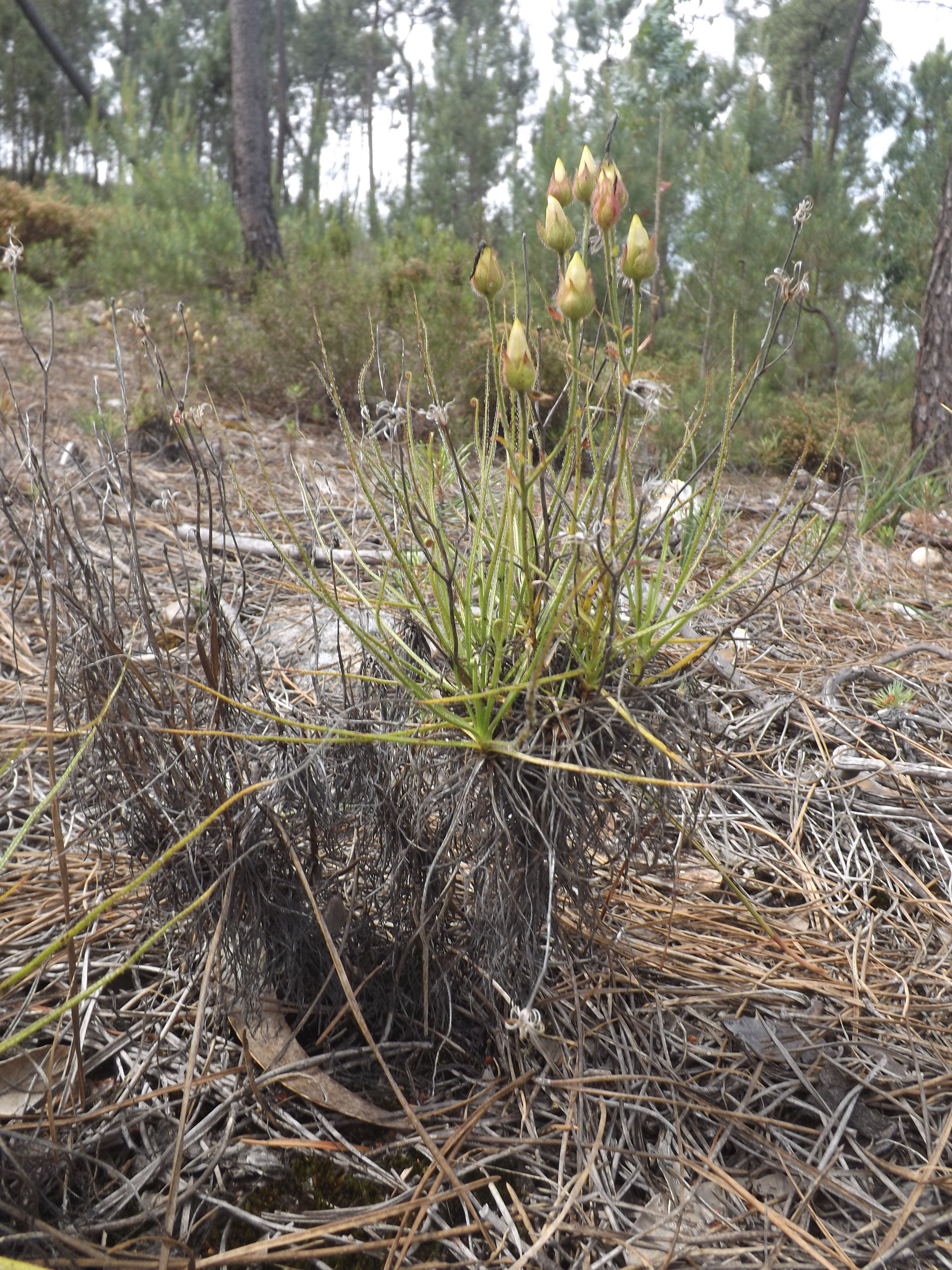 Drosophyllum lusitanicum