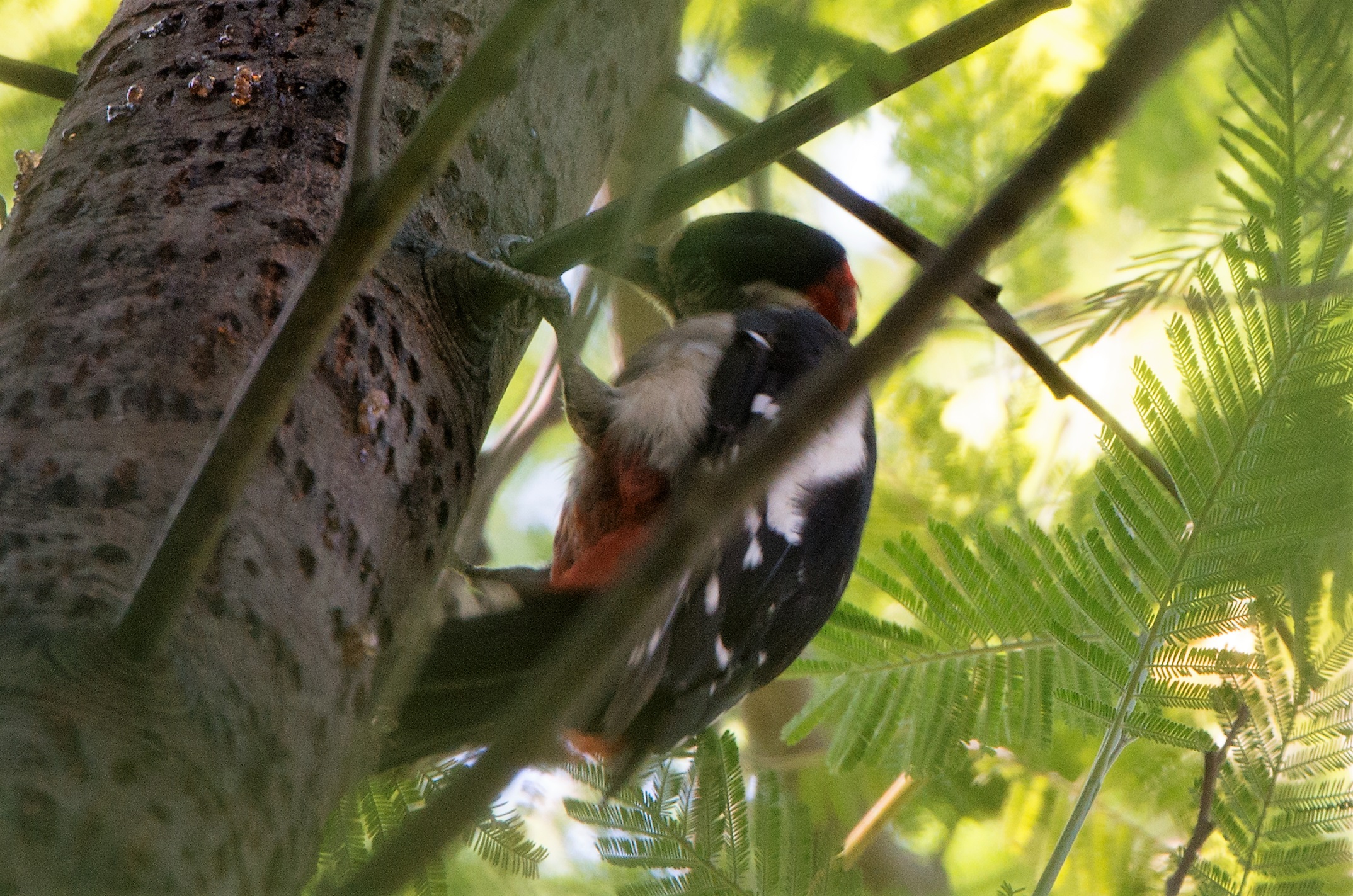 Um macho de pica-pau-malhado-grande "Dendrocopos major".