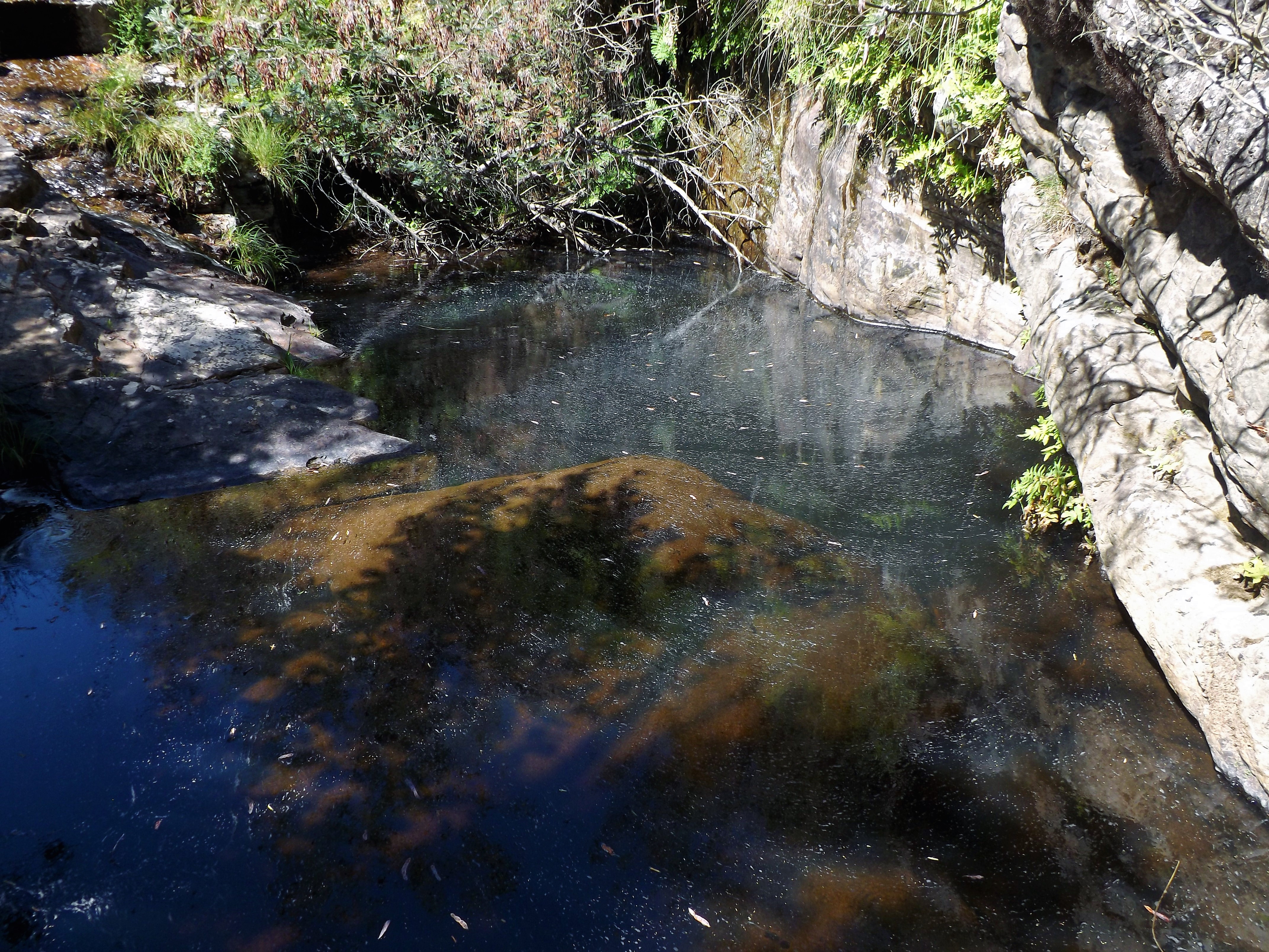 A sujidade ao cimo de água é originaria folhas e sementes de acácia.