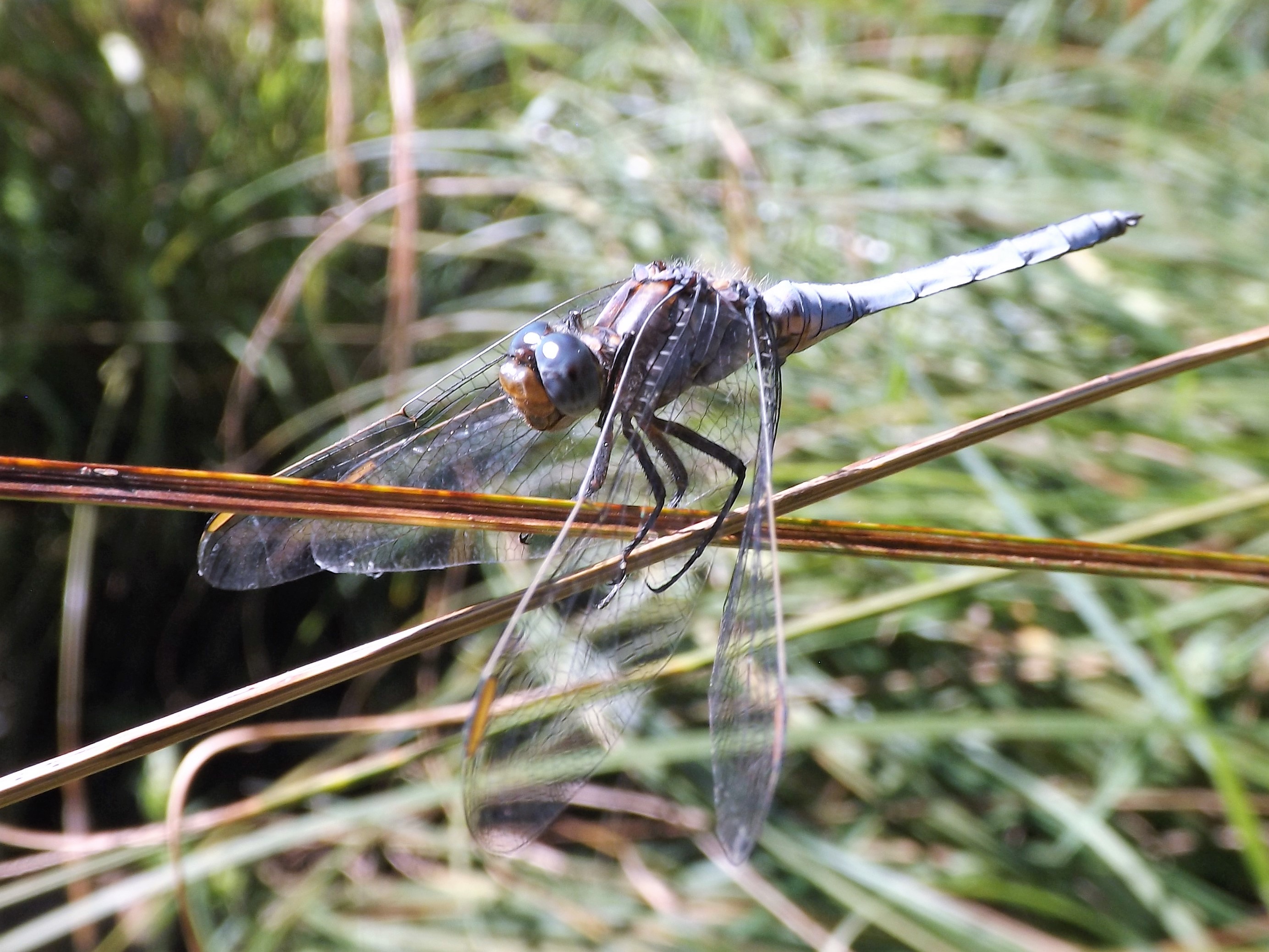 Orthetrum coerulescens conhecida como ortétrum dos ribeiros.