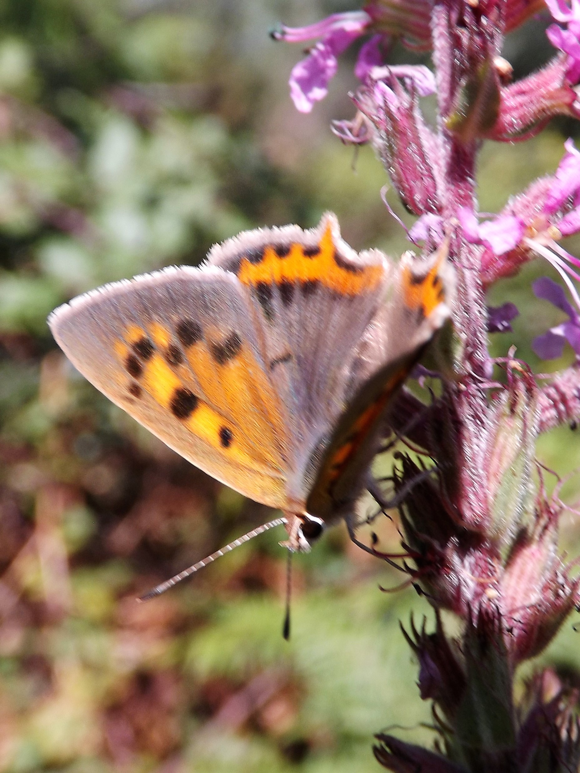 Acobreada "Lycaena phlaeas"