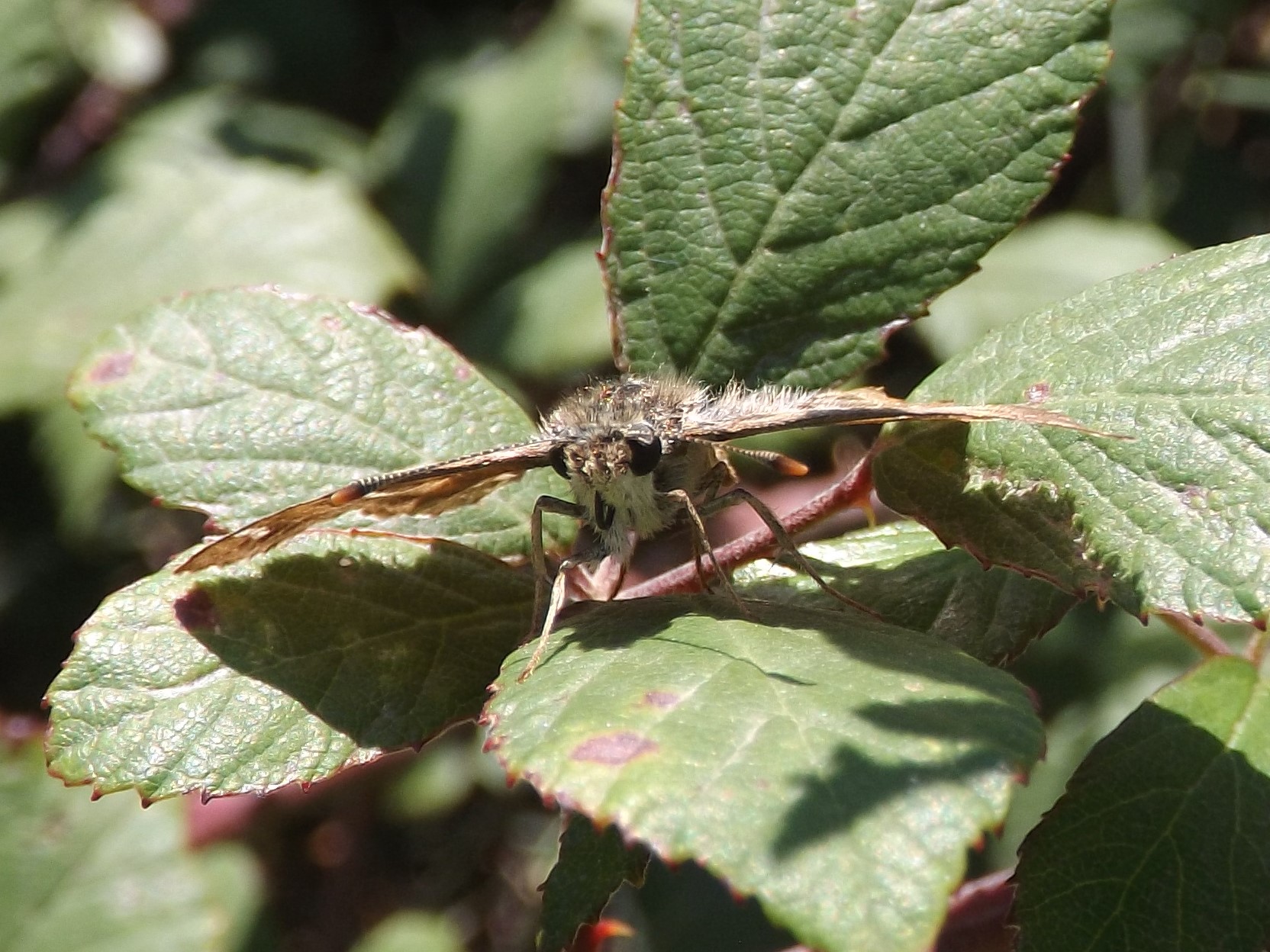 Mariposa