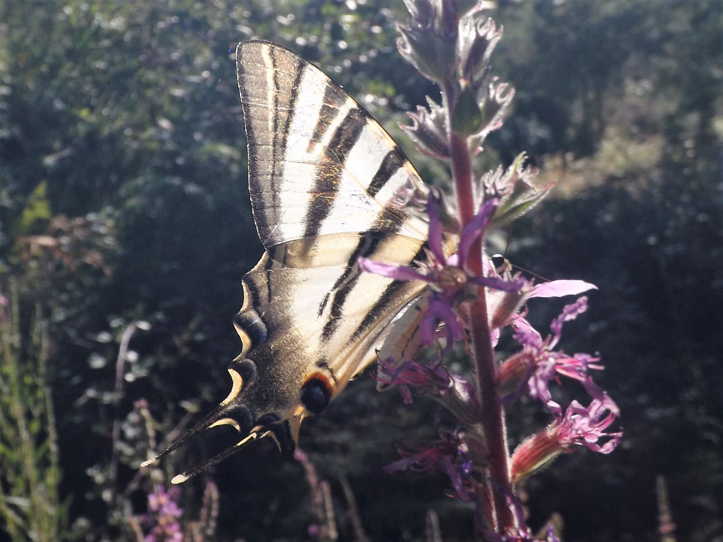 Borboleta-zebra Iphiclides feisthamelli