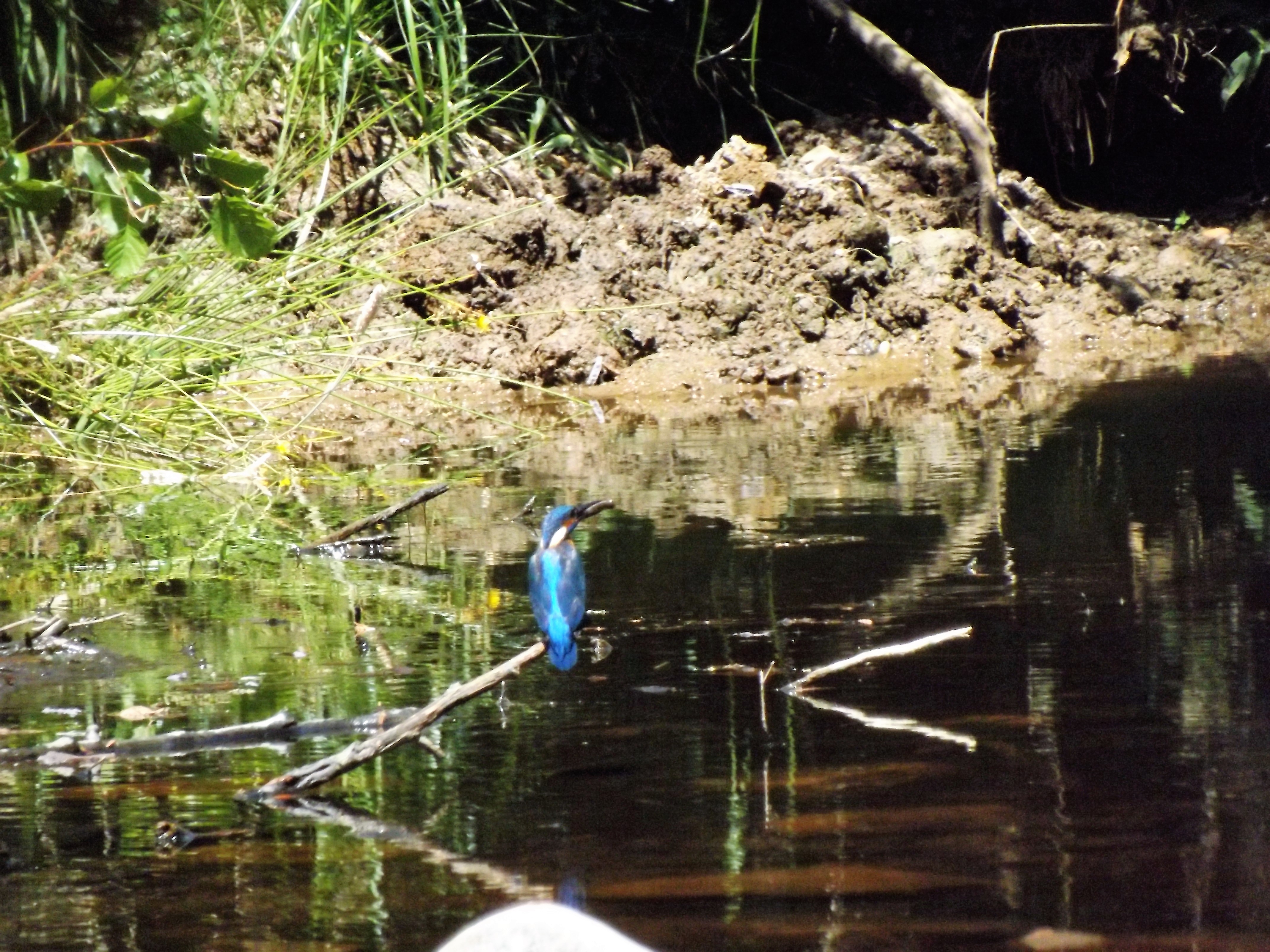 Depois de um mergulho trás algo no bico.