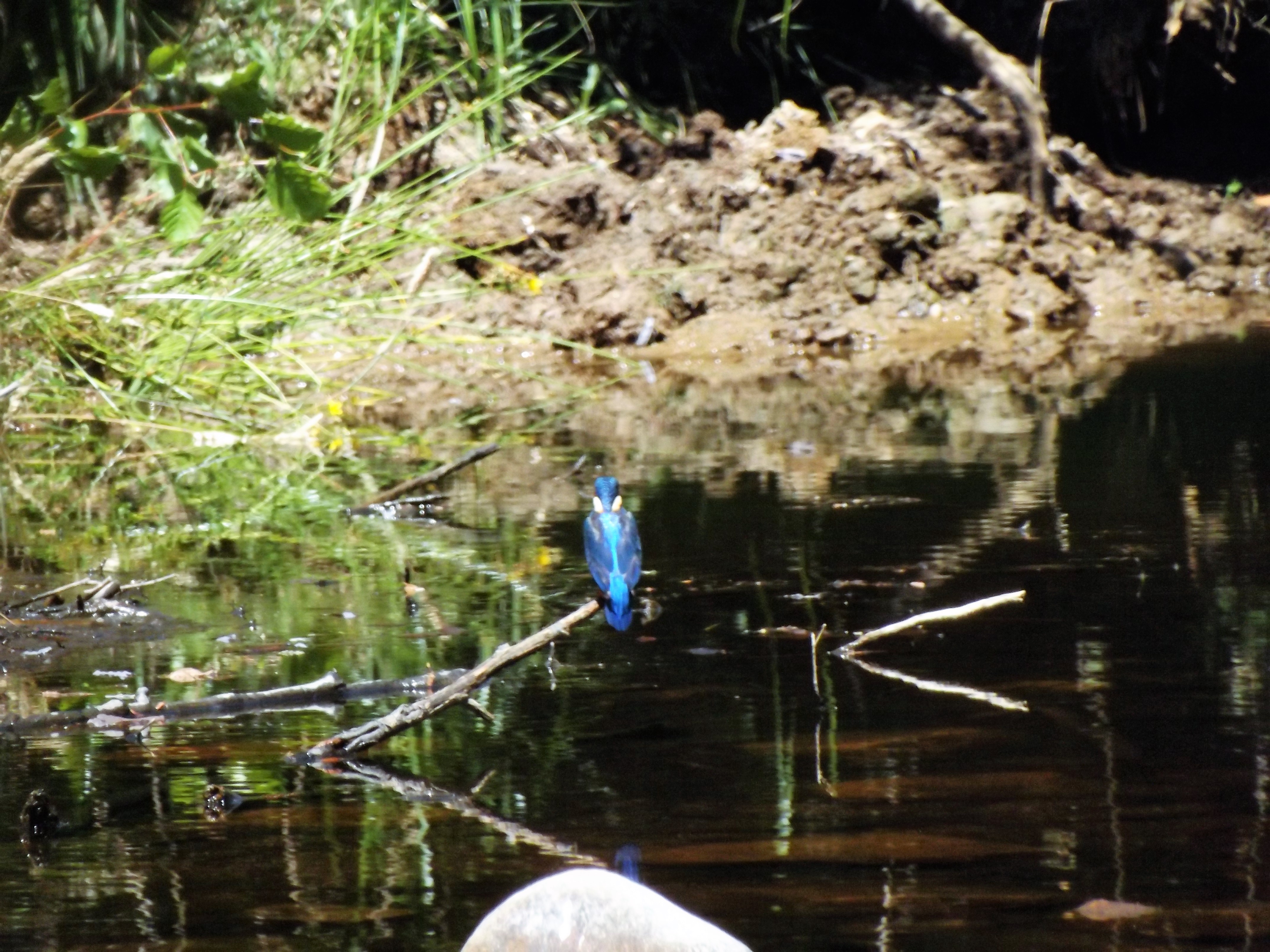 Guarda-rios Alcedo atthis