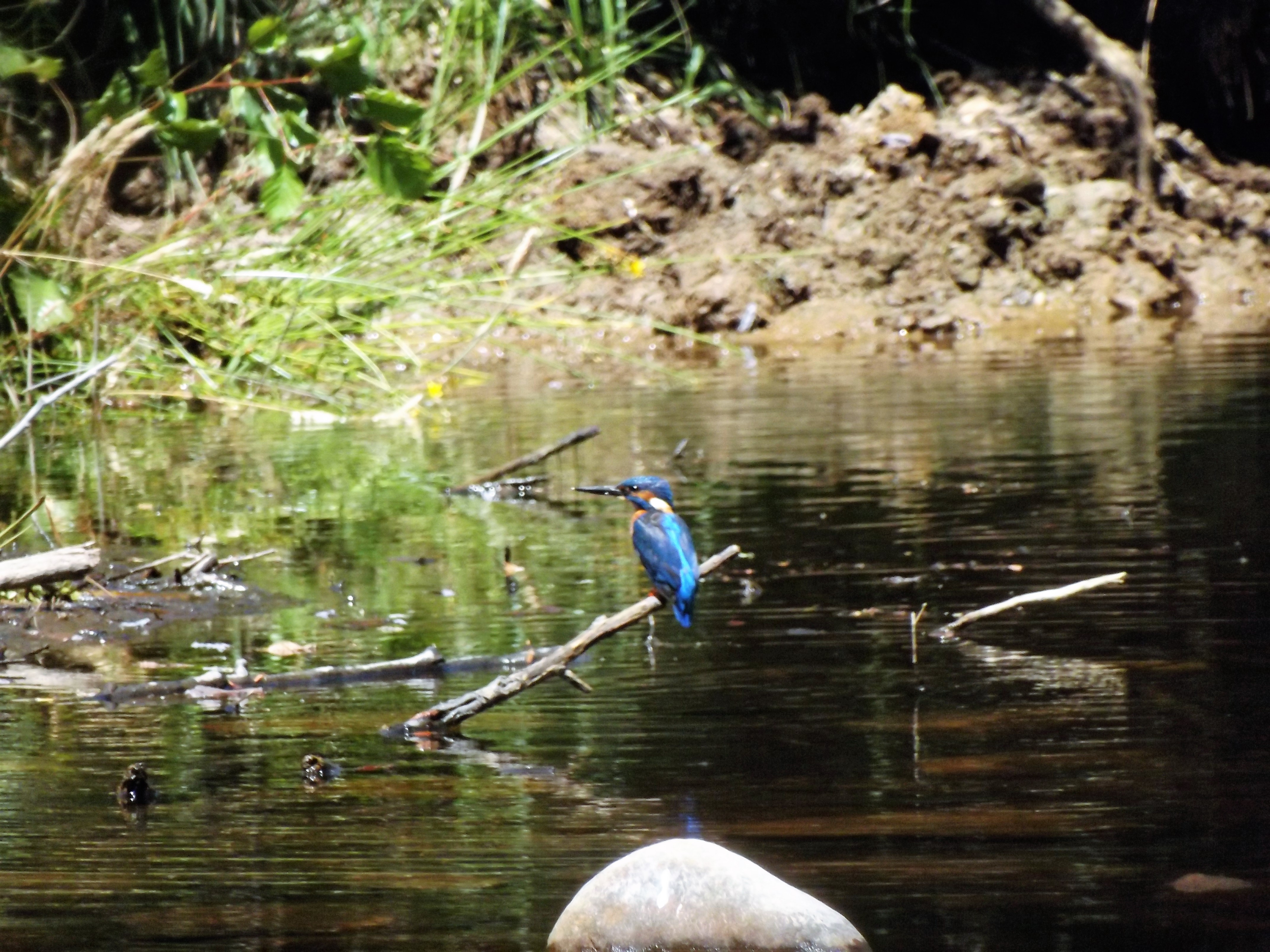 O guarda-rios um ícone dos nossos meios rípiculas.