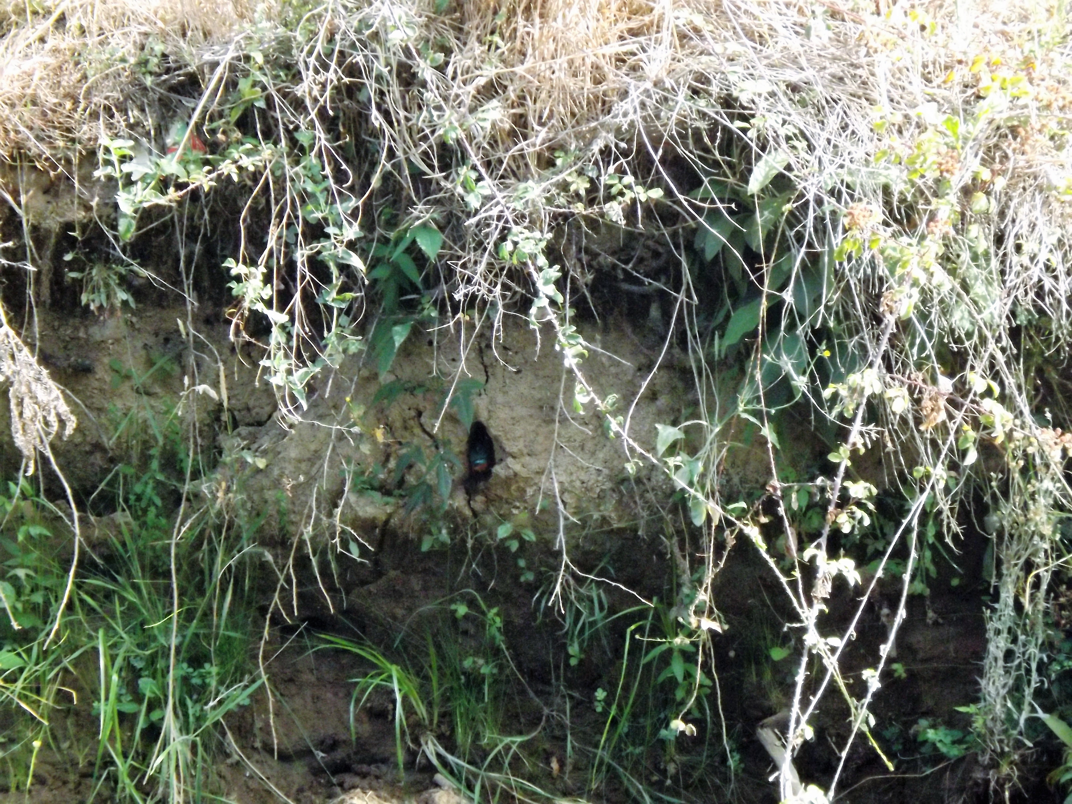 Guarda-rios a sair do ninho situado num pequeno talude.