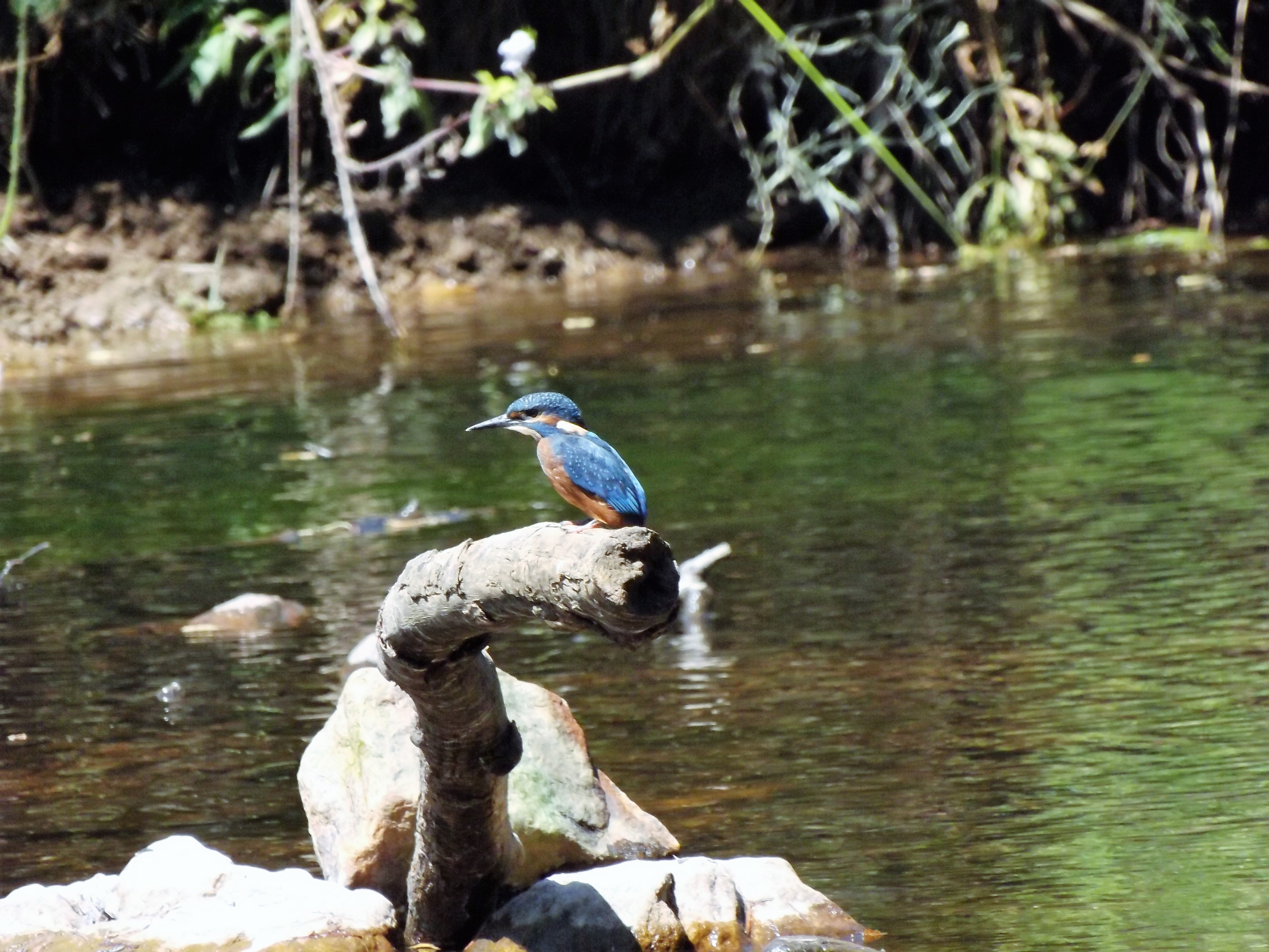 Juvenil de Guarda-rios "Alcedo atthis"