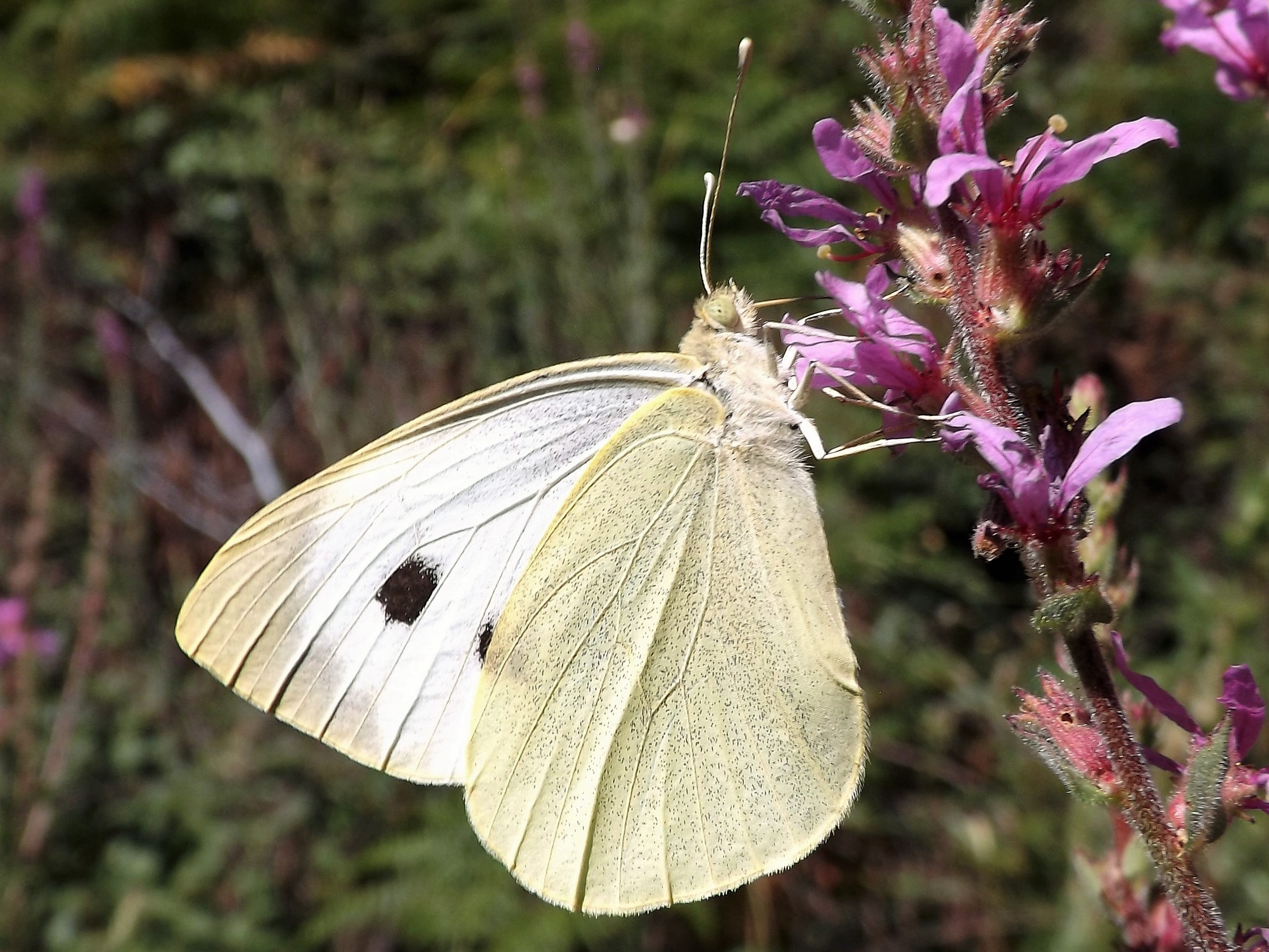 Borboleta das couves "Pieris brassicae"