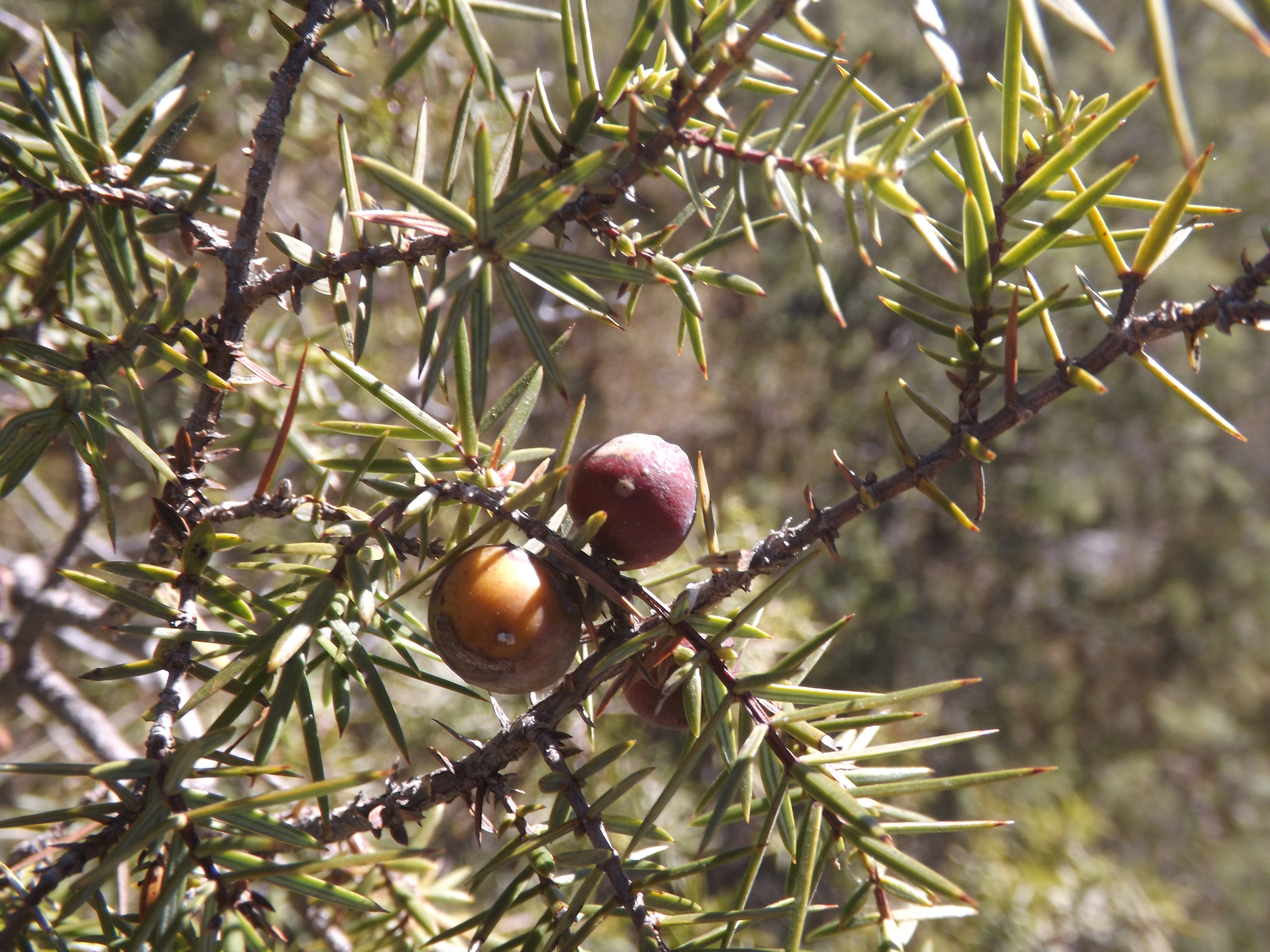 Aqui nesta foto as "bagas" do zimbro-galego.
