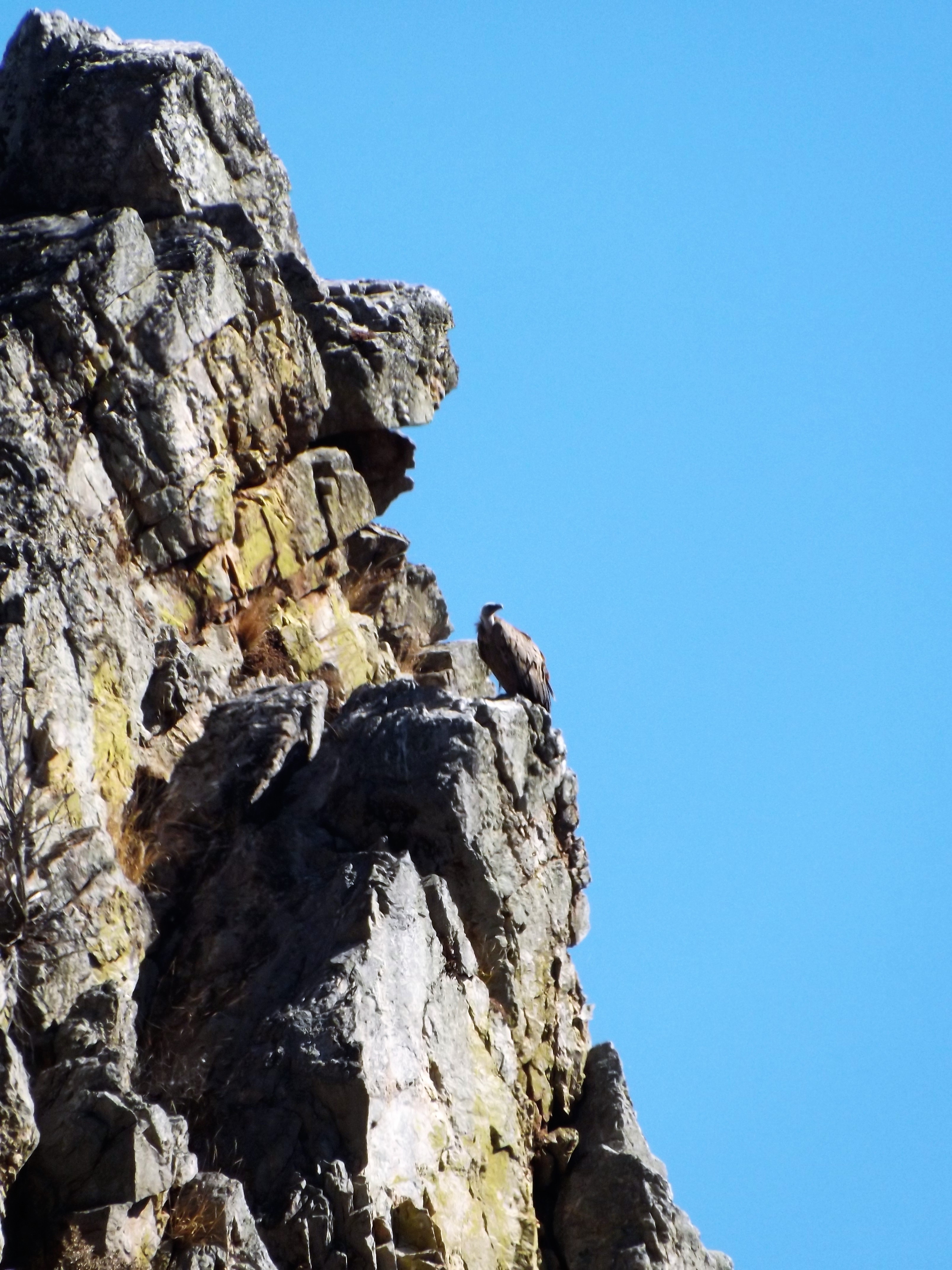 O grifo distribui-se por toda a região mediterrânea, portanto uma espécie também nativa de Portugal.