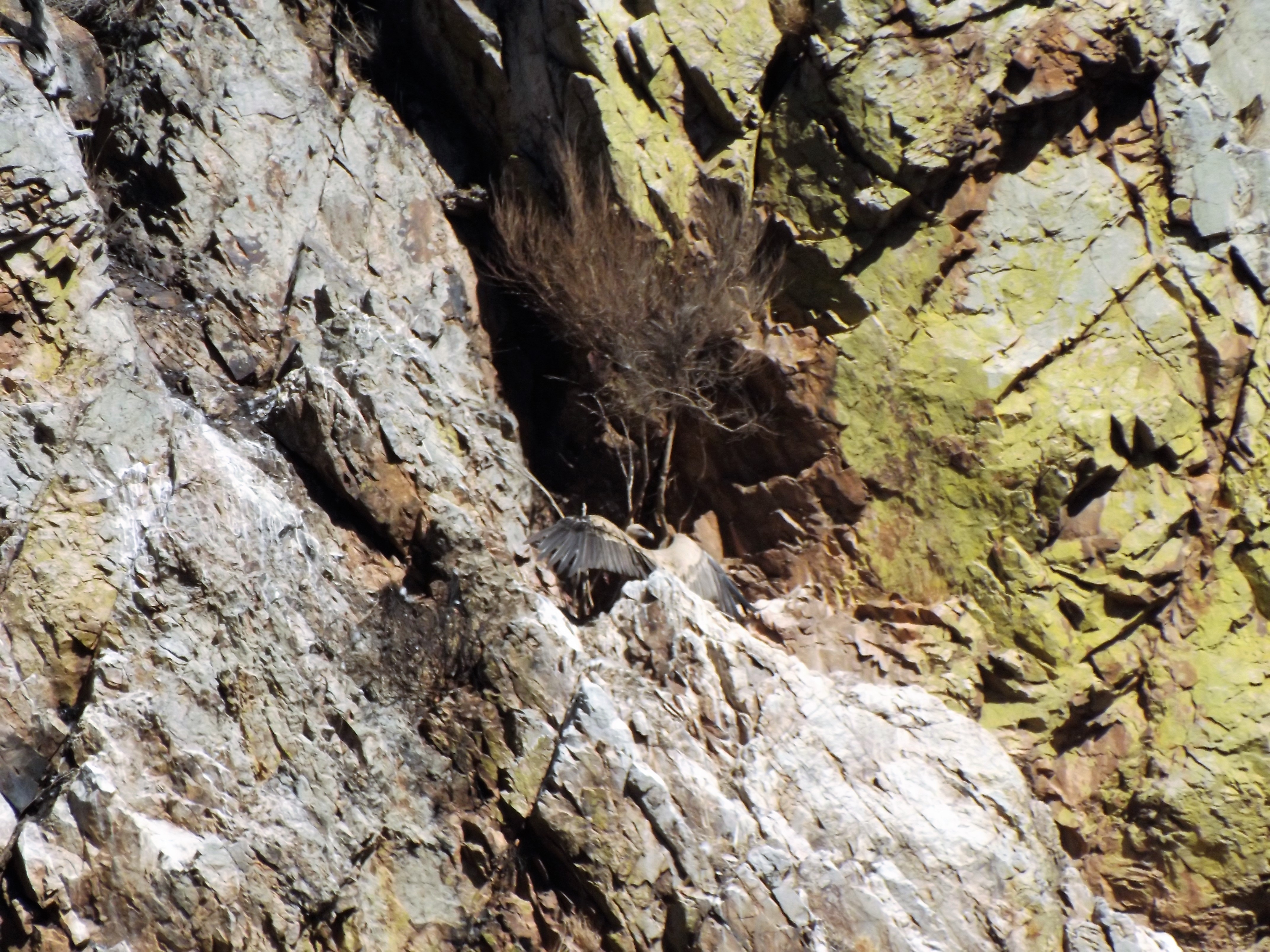 Reentrâncias nestas "paredes" escarpadas são o ideal para repousarem.