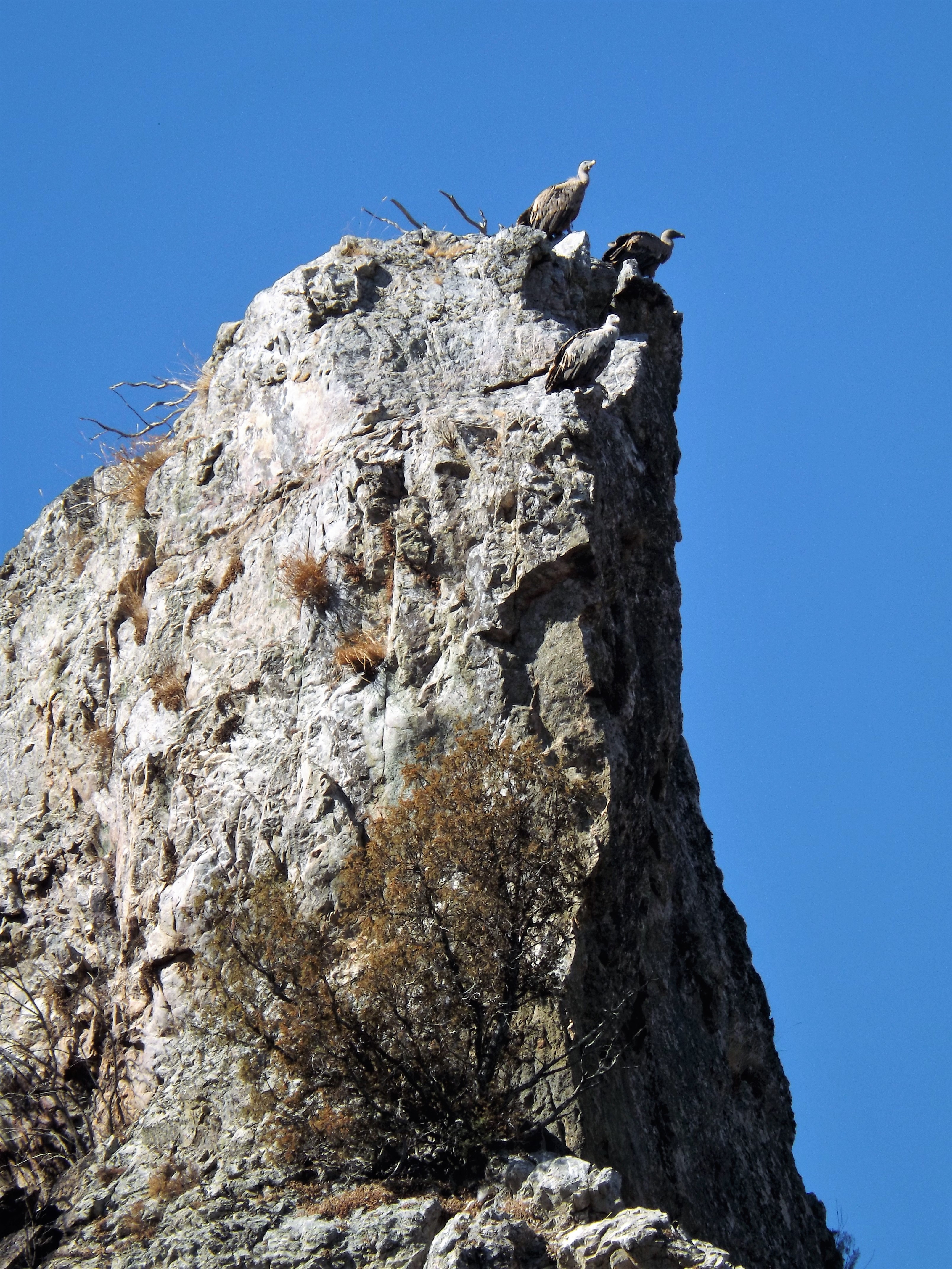 Abutre fouveiro também conhecido por "grifo". Nome cientifico "Gyps fulvus".