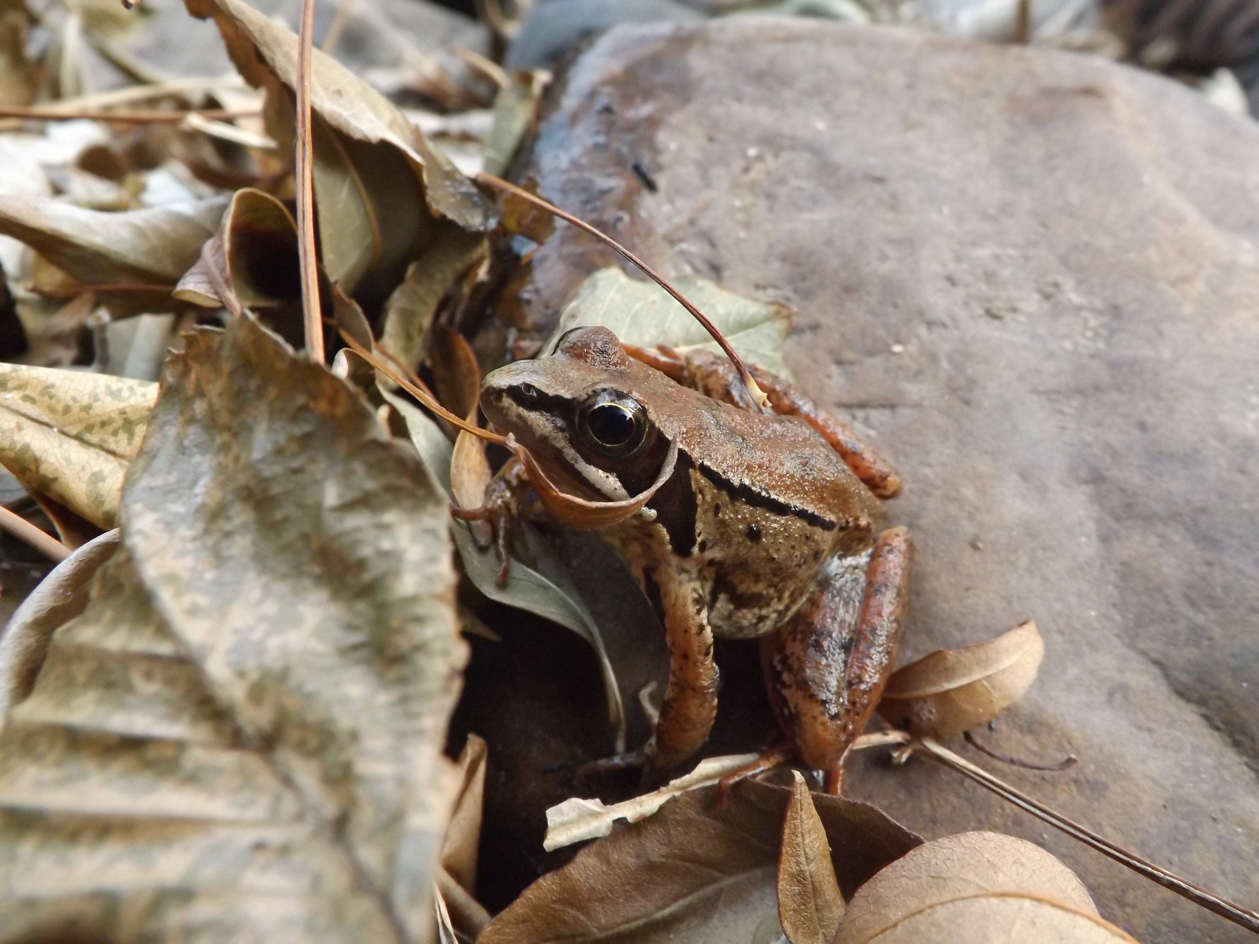 Logo ali encontrei uma rã-ibérica Rana iberica, um primeiro sobrevivente a estas fatídicas semanas.