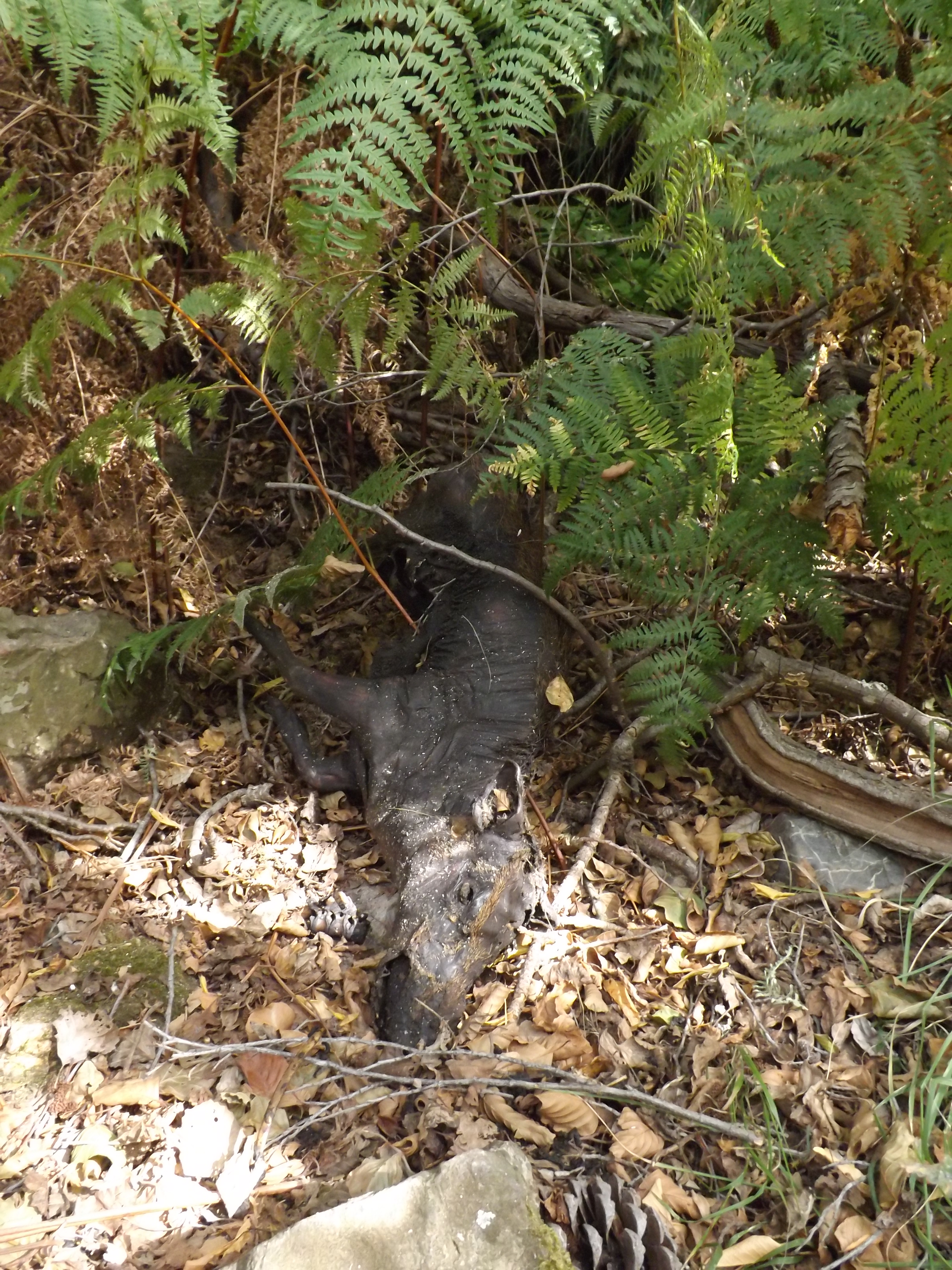 Enquanto fazia aquele percurso encontrei muitos animais mortos, alguns nem dava para entender o que seriam, este javali conseguiu chegar à ribeira mas não foi o suficiente.