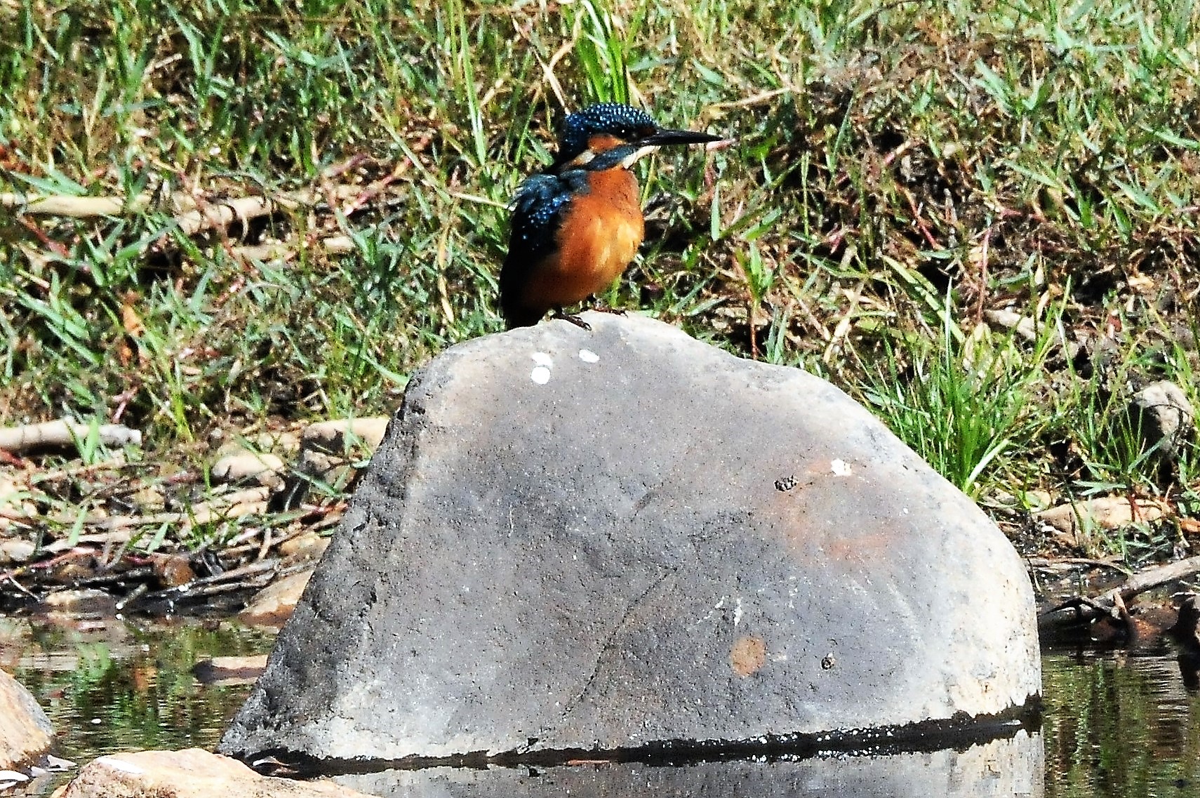 Passado mais de uma semana após o incêndio, finalmente apareceu um guarda-rios.