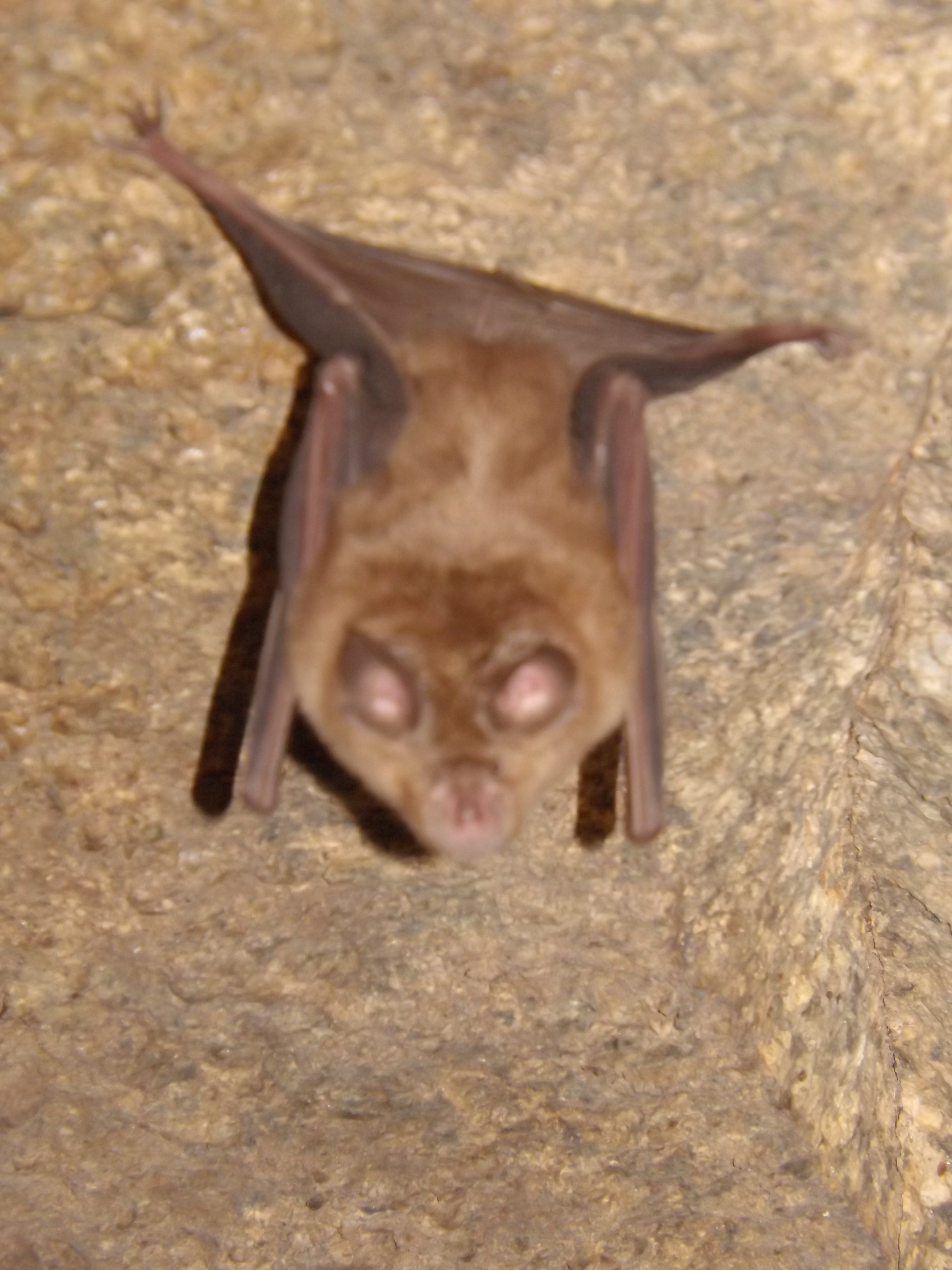 Uma pequena surpresa no seu interior, um morcego de ferradura. Desculpem a qualidade da fotografia não ser a melhor.