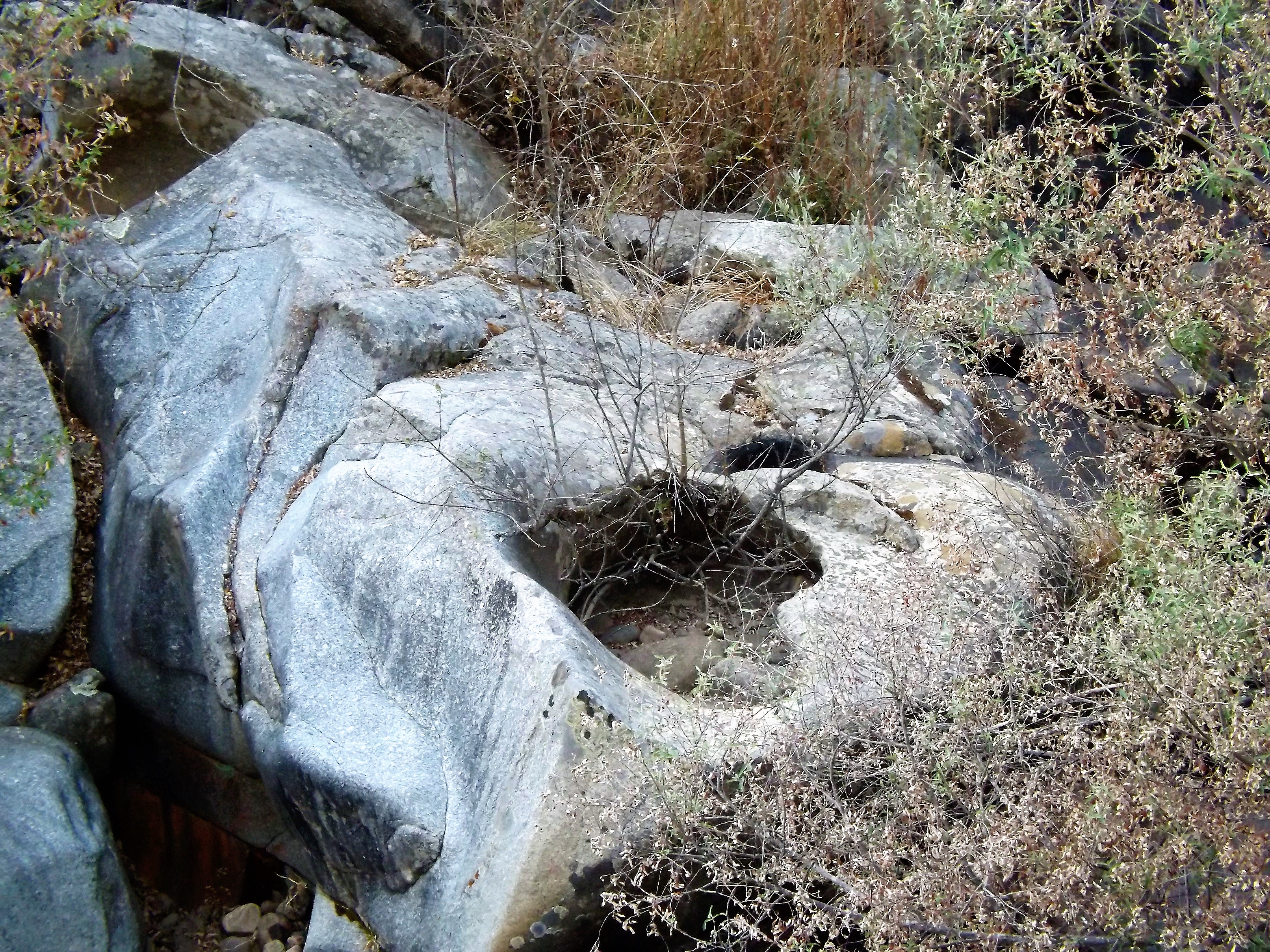 A natureza ás vezes consegue destas coisas... um coração!