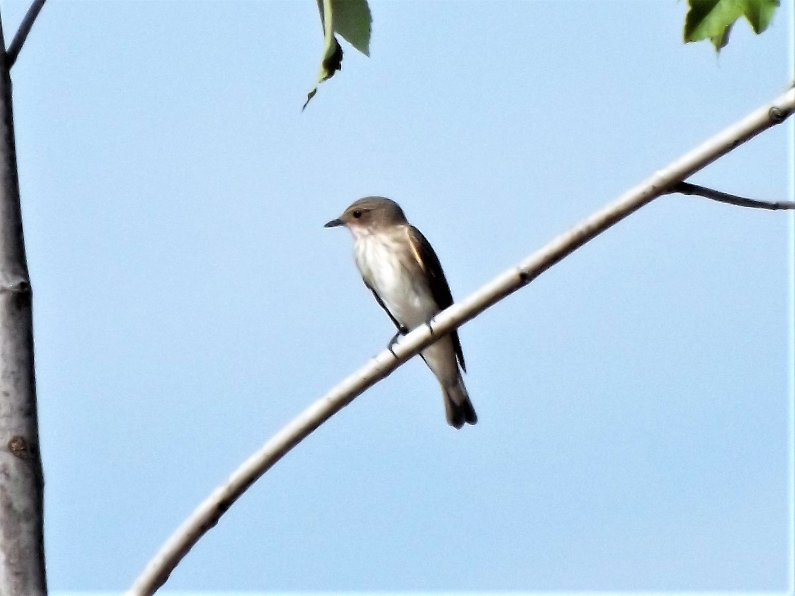 No alto de uma árvore um papa-moscas-cinzento "Muscicapa striata" está à espreita. Esta pequena ave apenas é avistada por cá quando em migração.