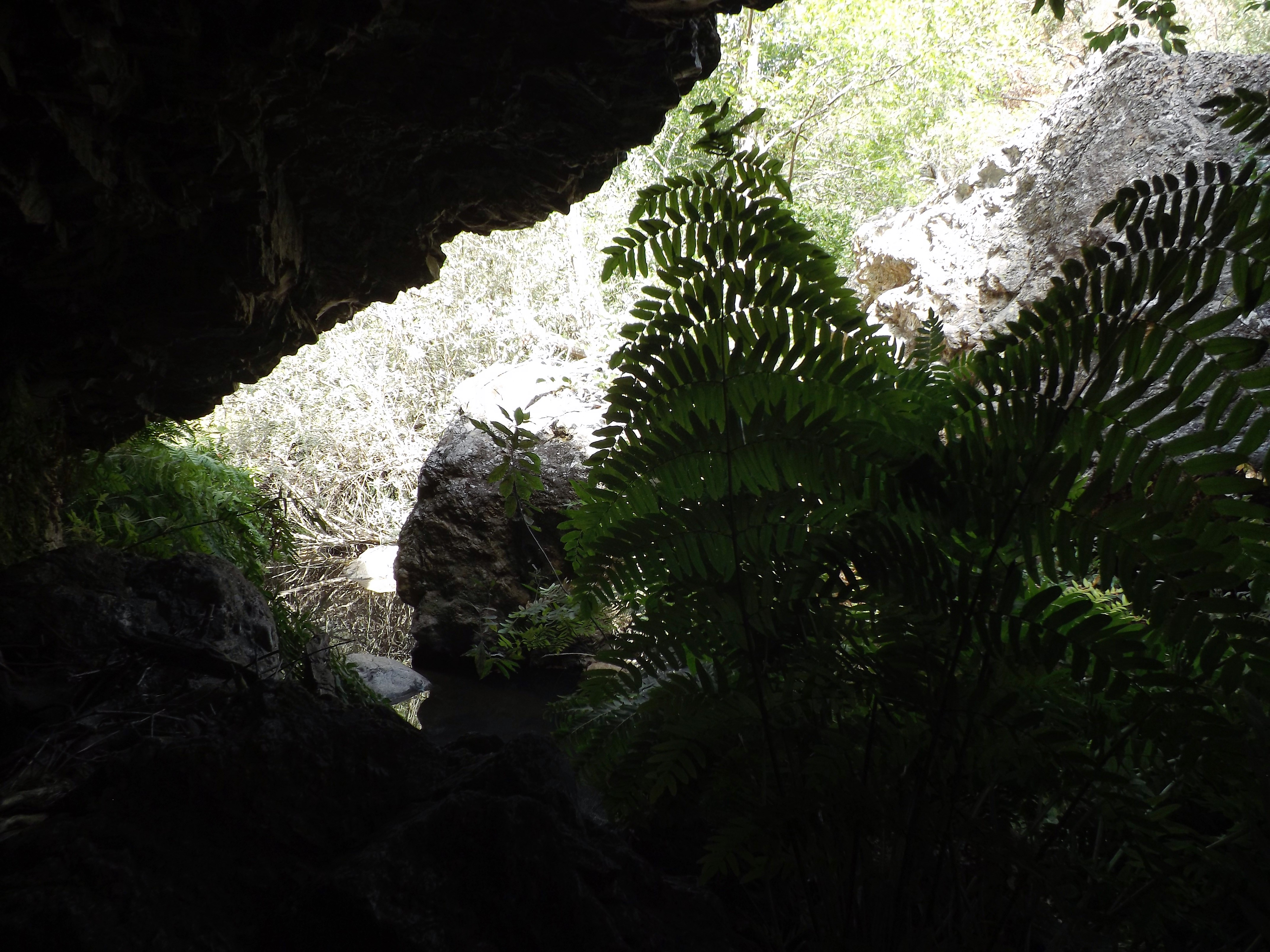 Do lado direito um enorme “feto rei”