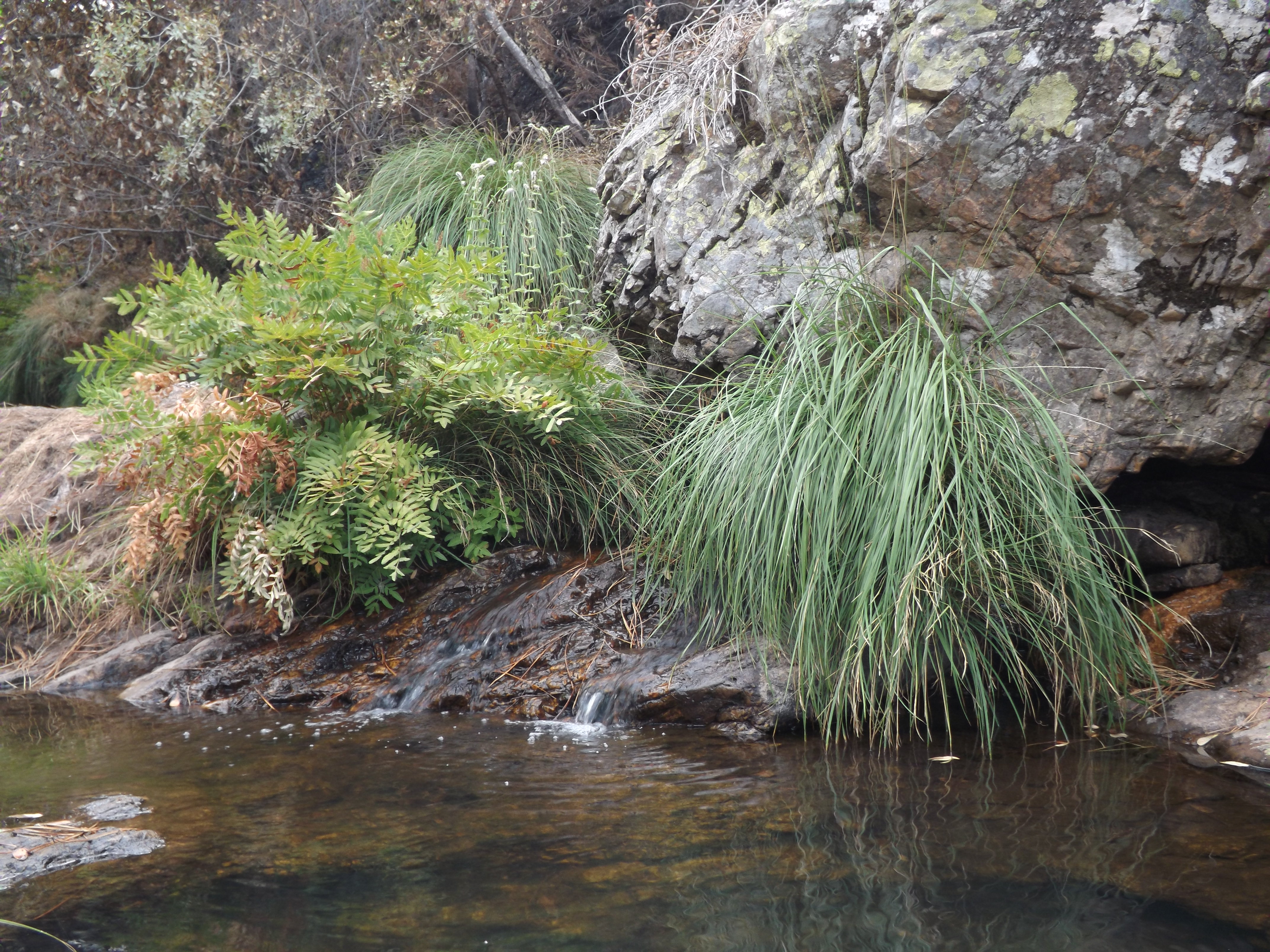 Nesta foto no lado eesquerdo um Feto Real Osmunda regalis, uma espécie nativa de Portugal. Esta espécie encontra-se muito em zonas rípiculas.