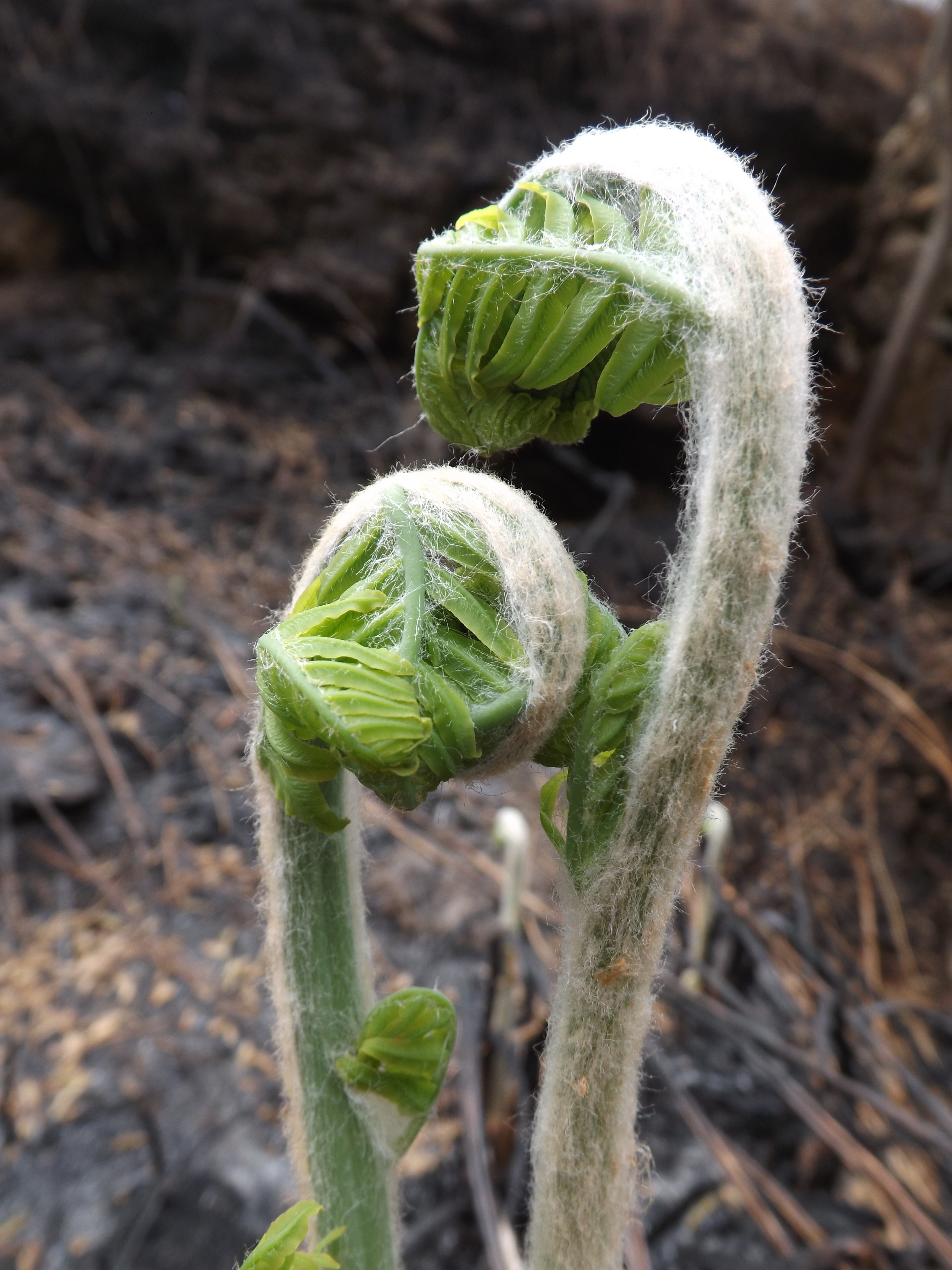 Os fetos são plantas que não produzem flores ou frutos, reproduzindo-se através de esporos. Nesta foto e após o incêndio já estão a romper a terra de novo.