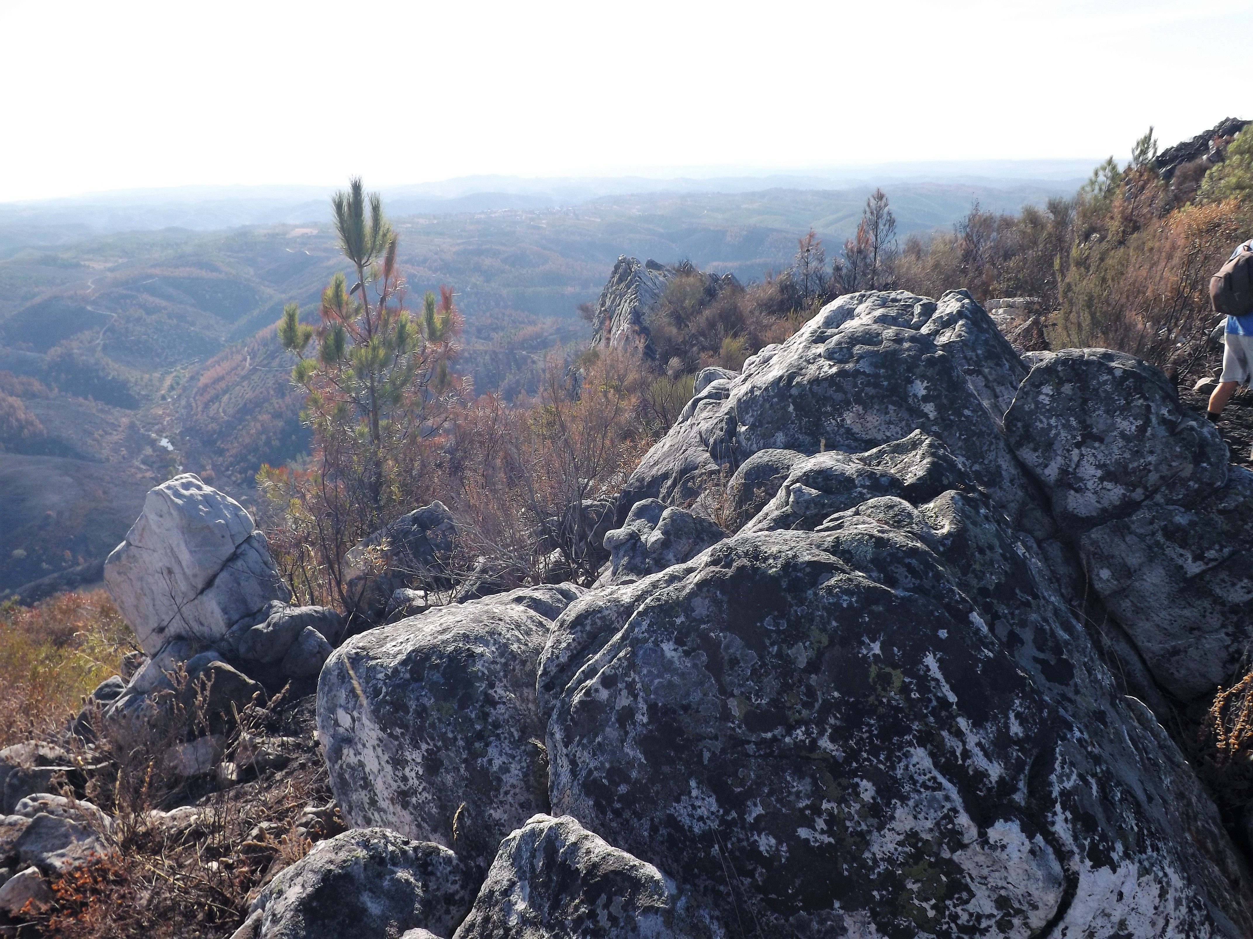 Aquele pinheiro lá à frente pode ser que se safe, ainda tem a ponta verde...