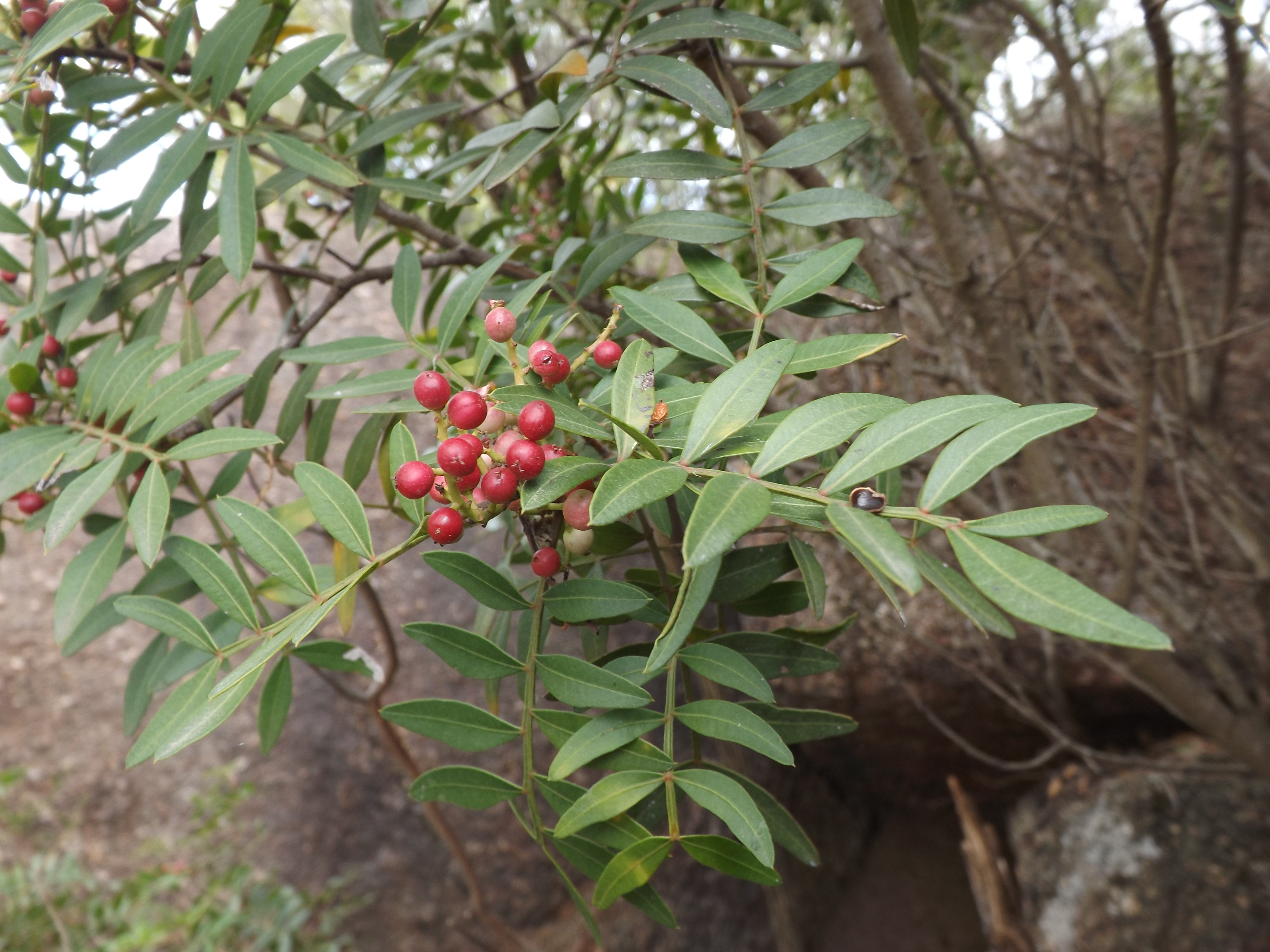 Aqui as bagas de outra pequena árvore nativa de Portugal, a aroeira "Pistacia lentiscus".