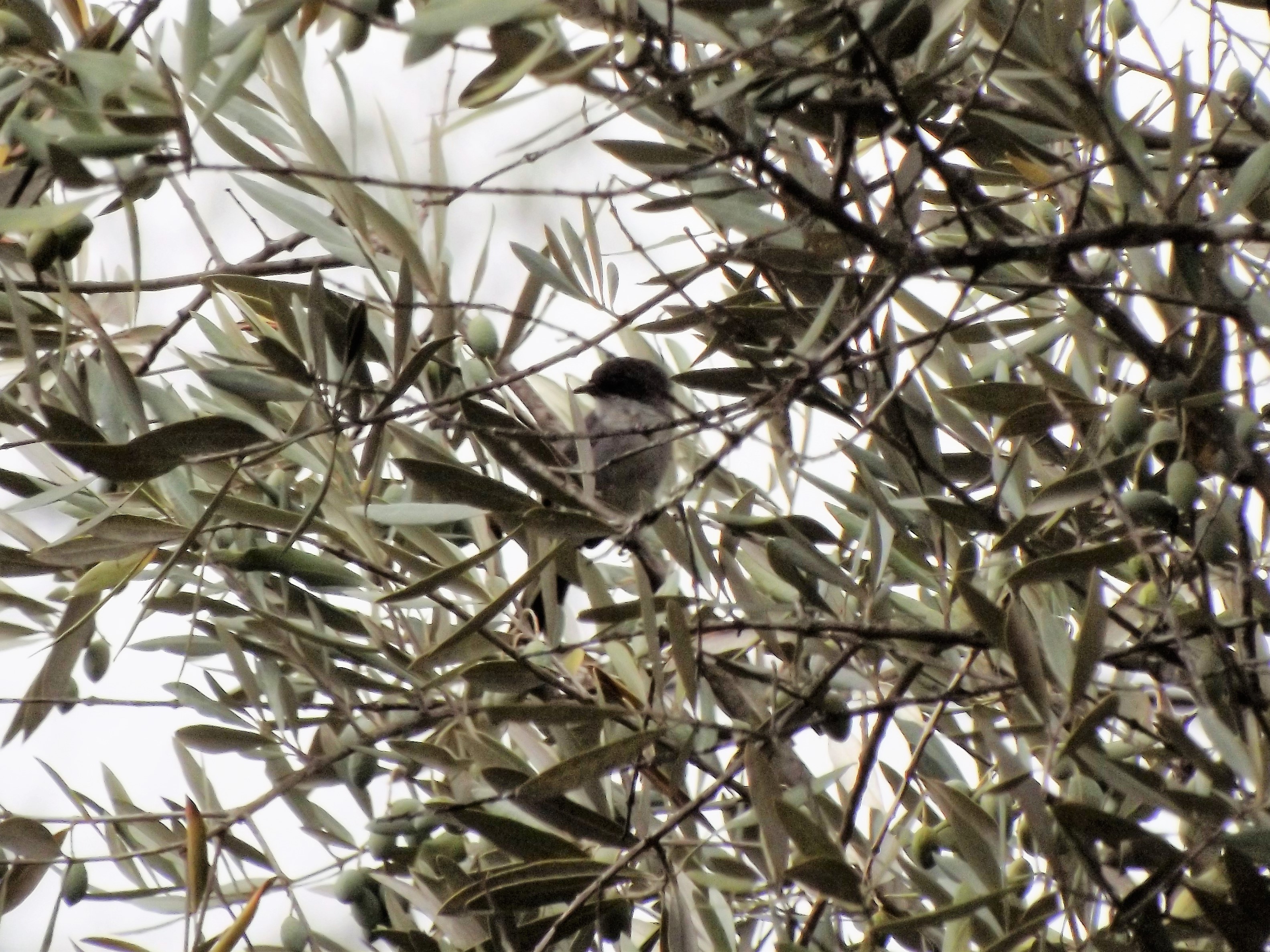 Uma toutinegra-de-cabeça-preta "Sylvia melanocephala" é um pássaro muito pequeno do género Sylvia dentro da família sylviidae.