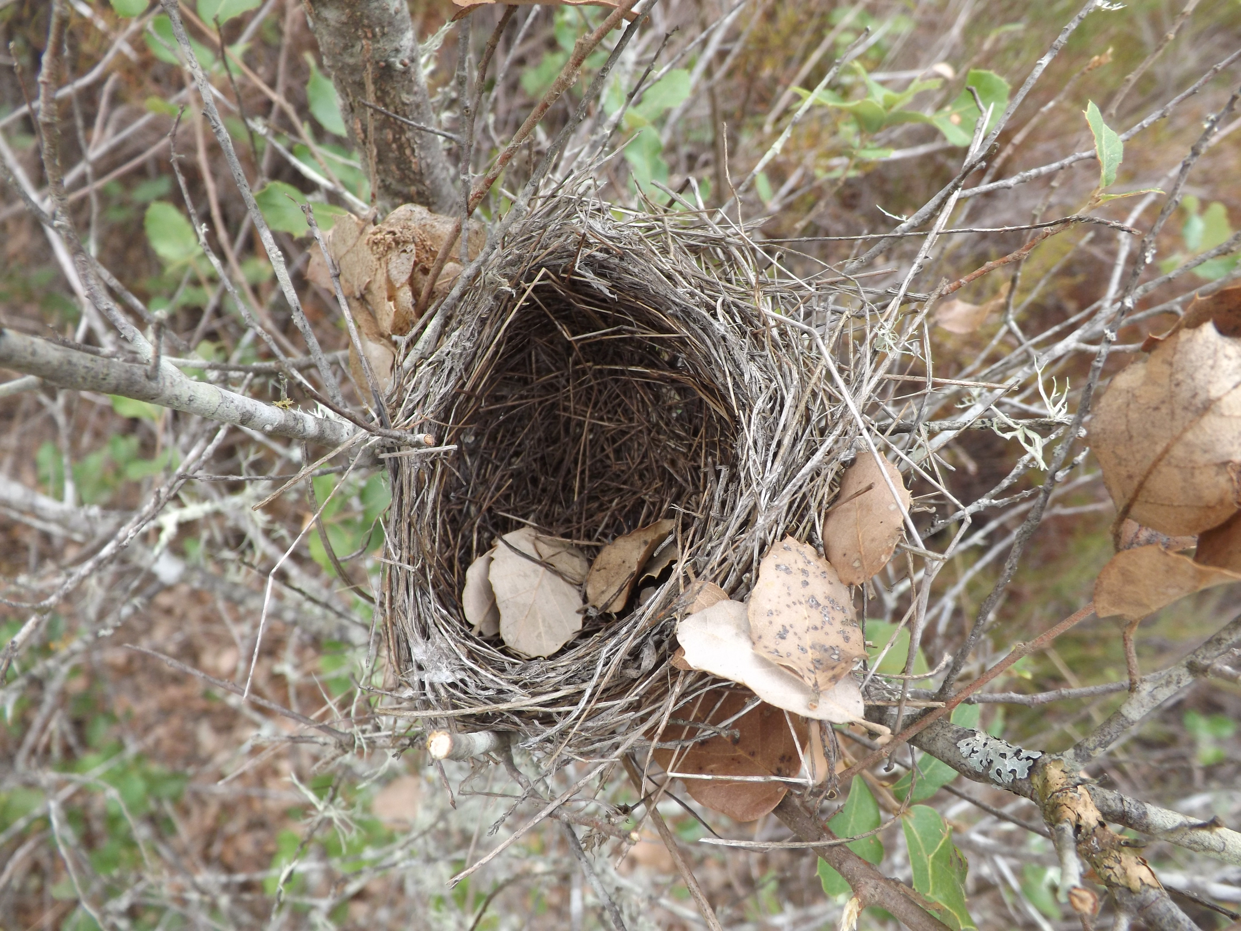Um ninho velho, alguém adivinha de quê?!