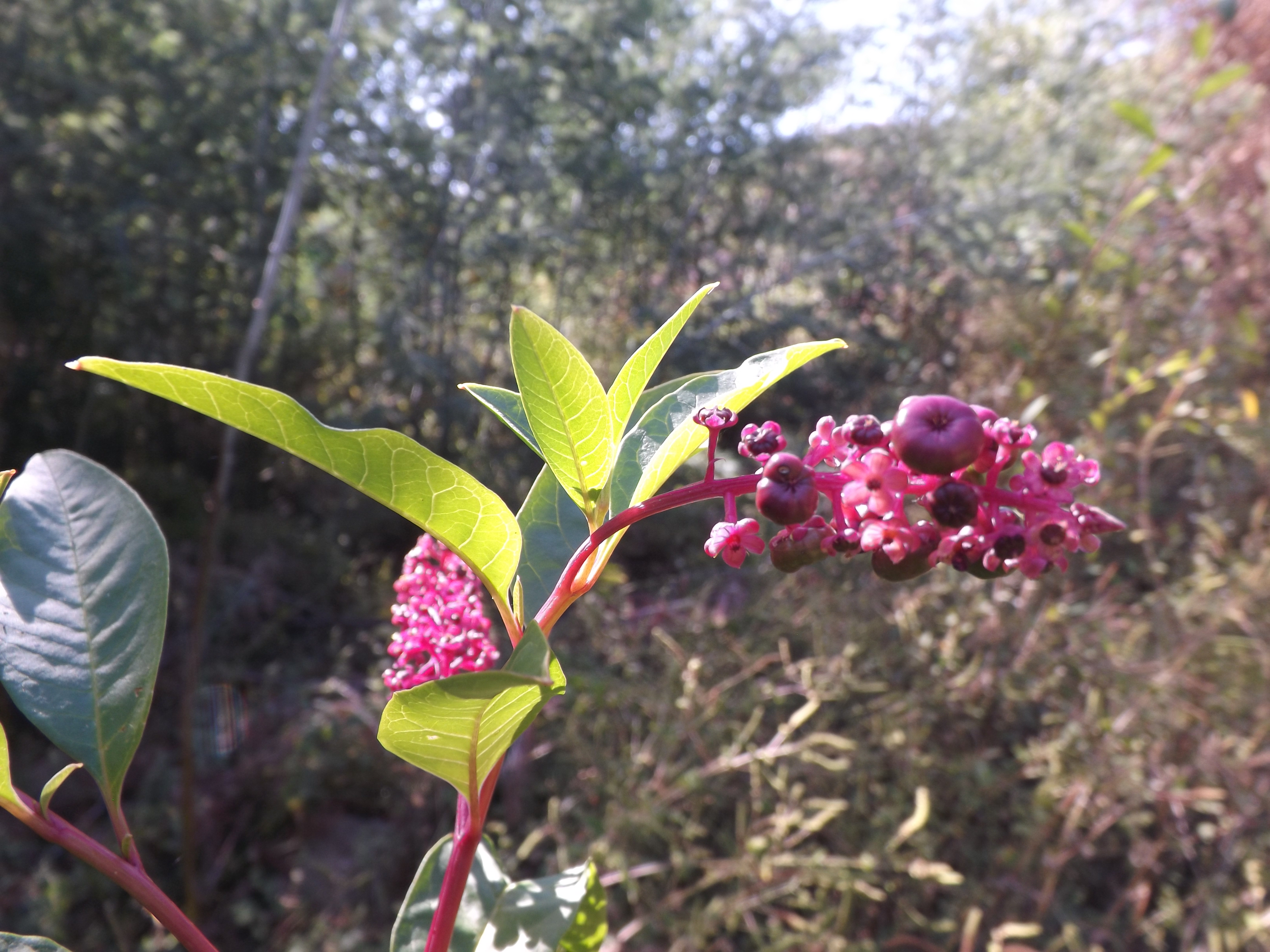 Tintureira "Phytolacca americana", uma espécie oriunda da América do Norte que foi trazida para fins medicinais e para a tinturaria, hoje em dia aqui é só mais uma planta invasora.